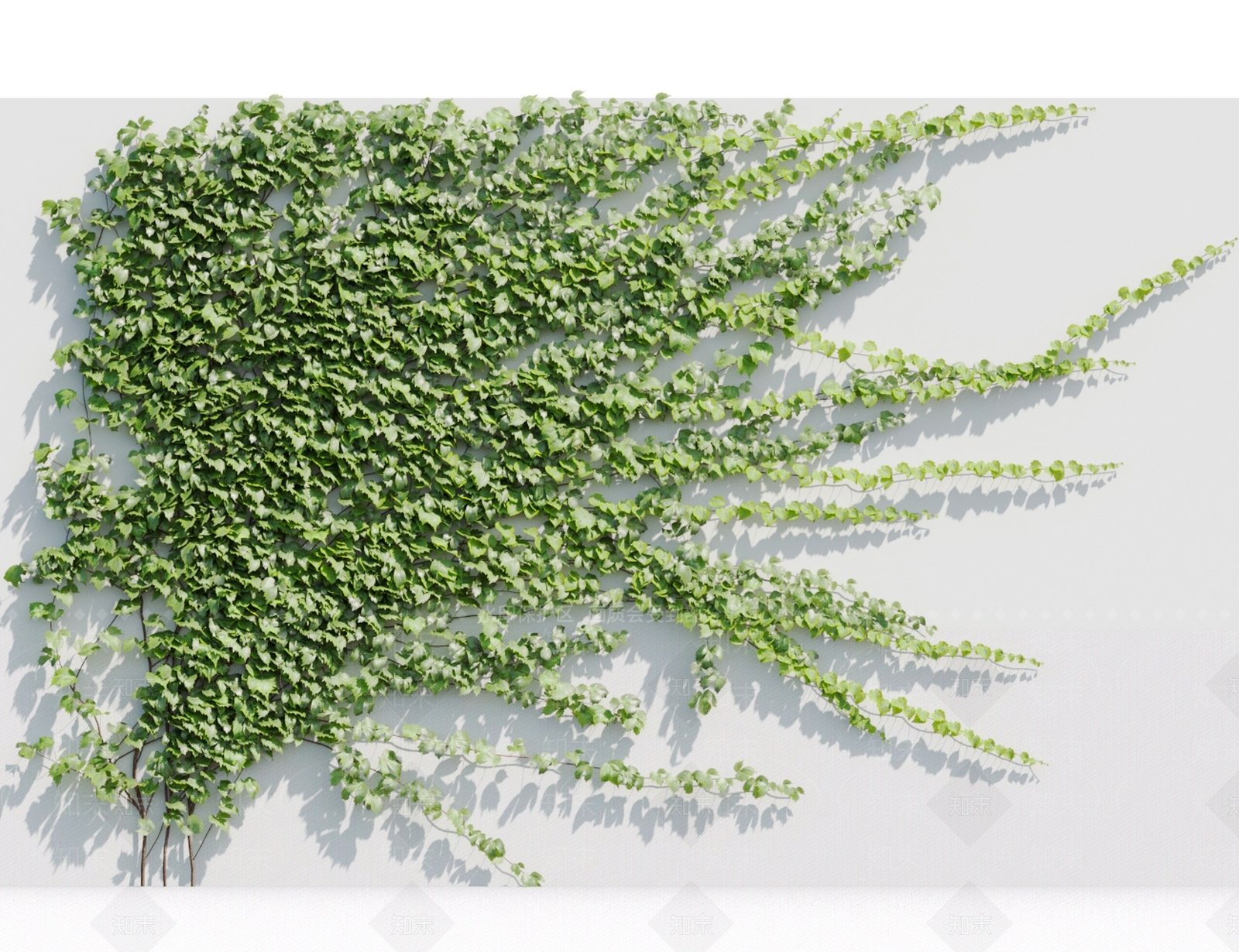 藤蔓植物3D模型下载【ID:1117666745】