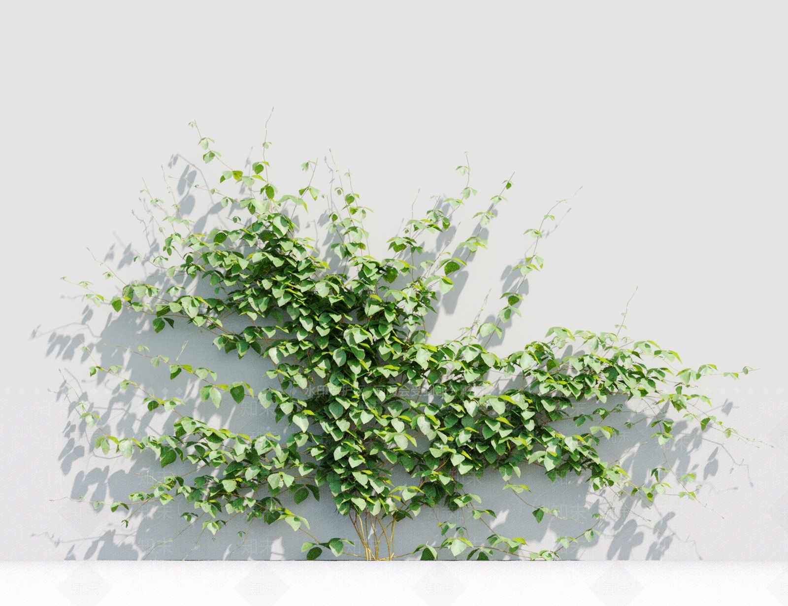 藤蔓植物3D模型下载【ID:1117666991】