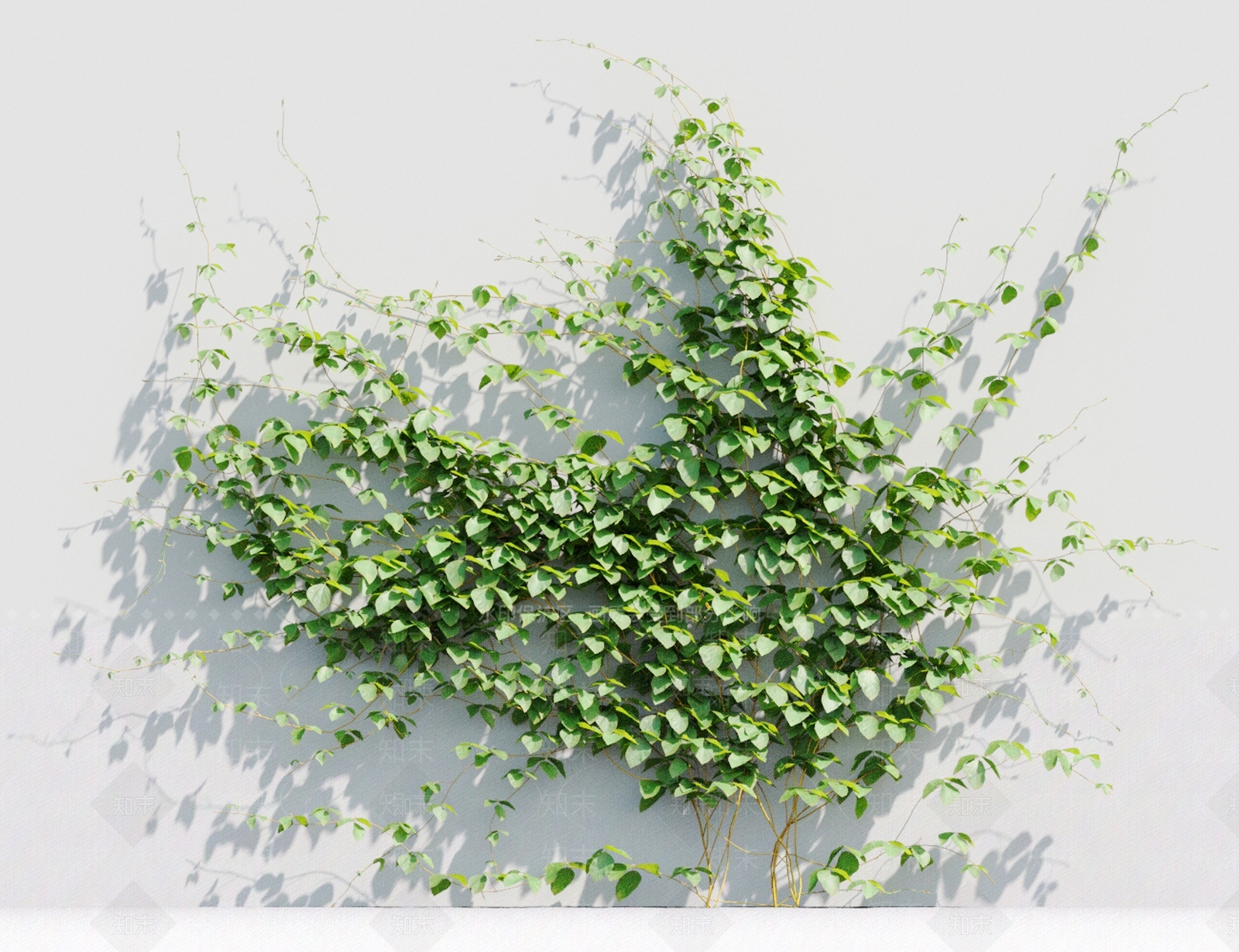 藤蔓植物3D模型下载【ID:1117666940】