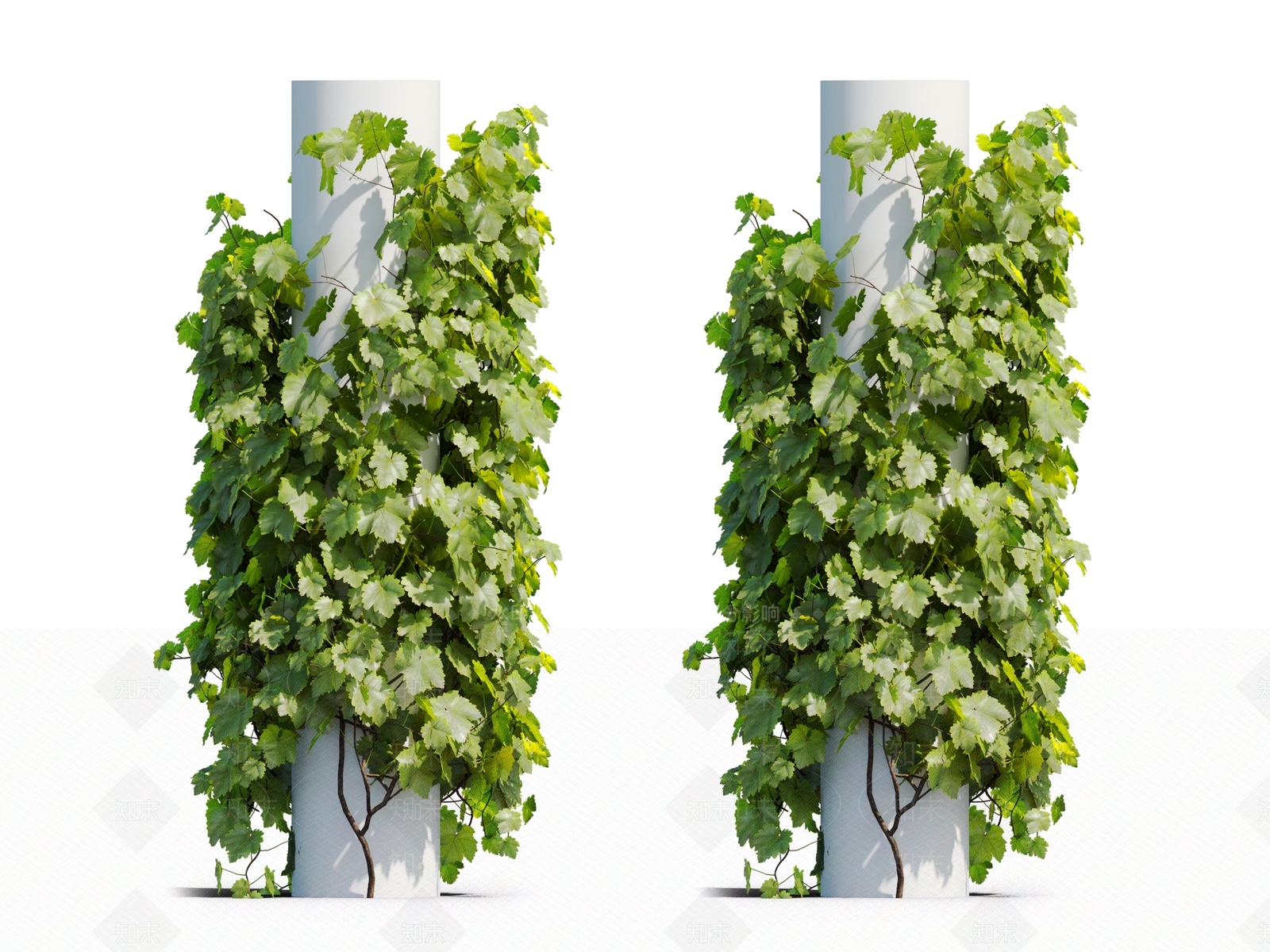 藤蔓植物3D模型下载【ID:1117667499】