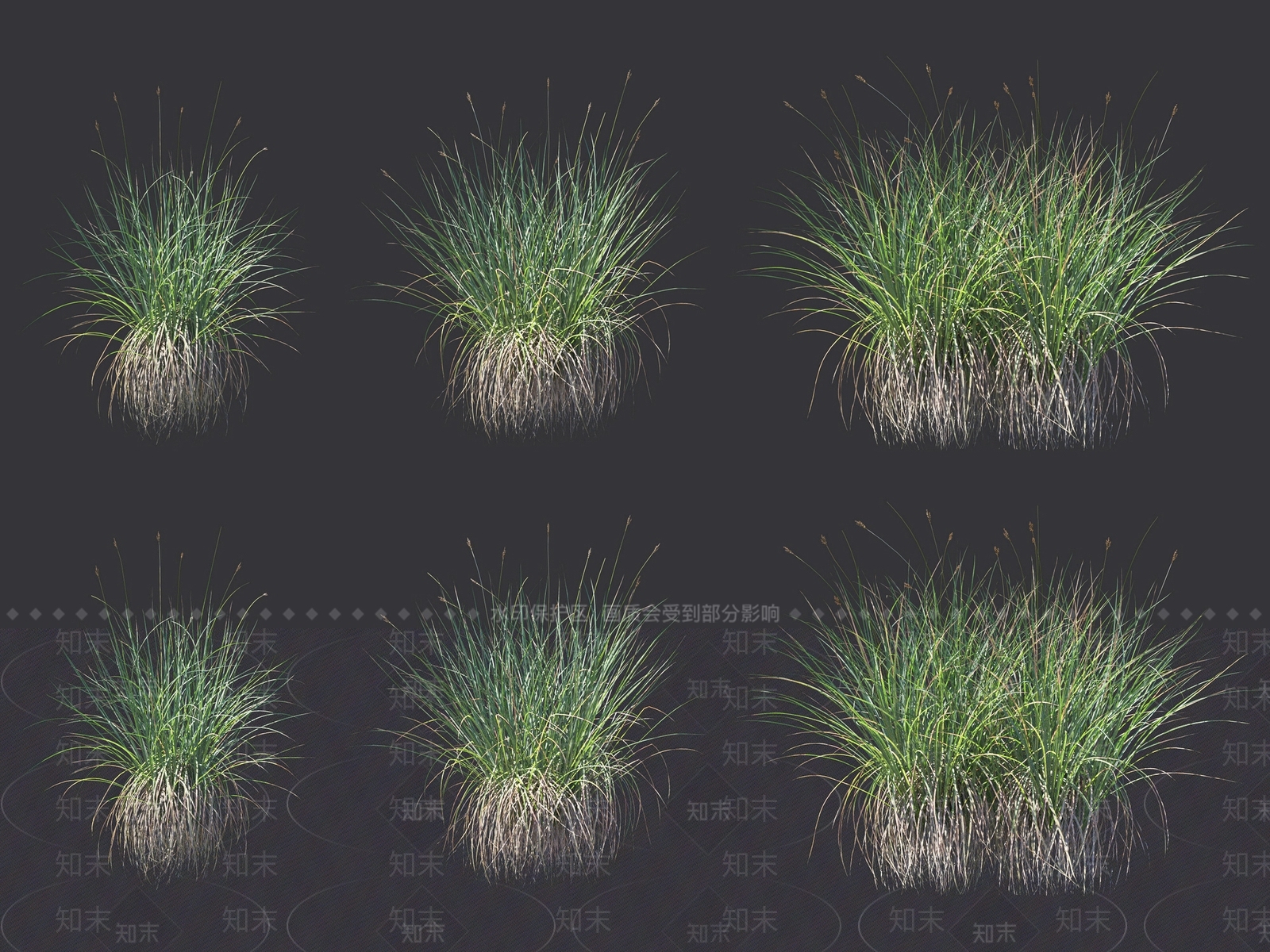 羊茅3D模型下载【ID:1117705741】