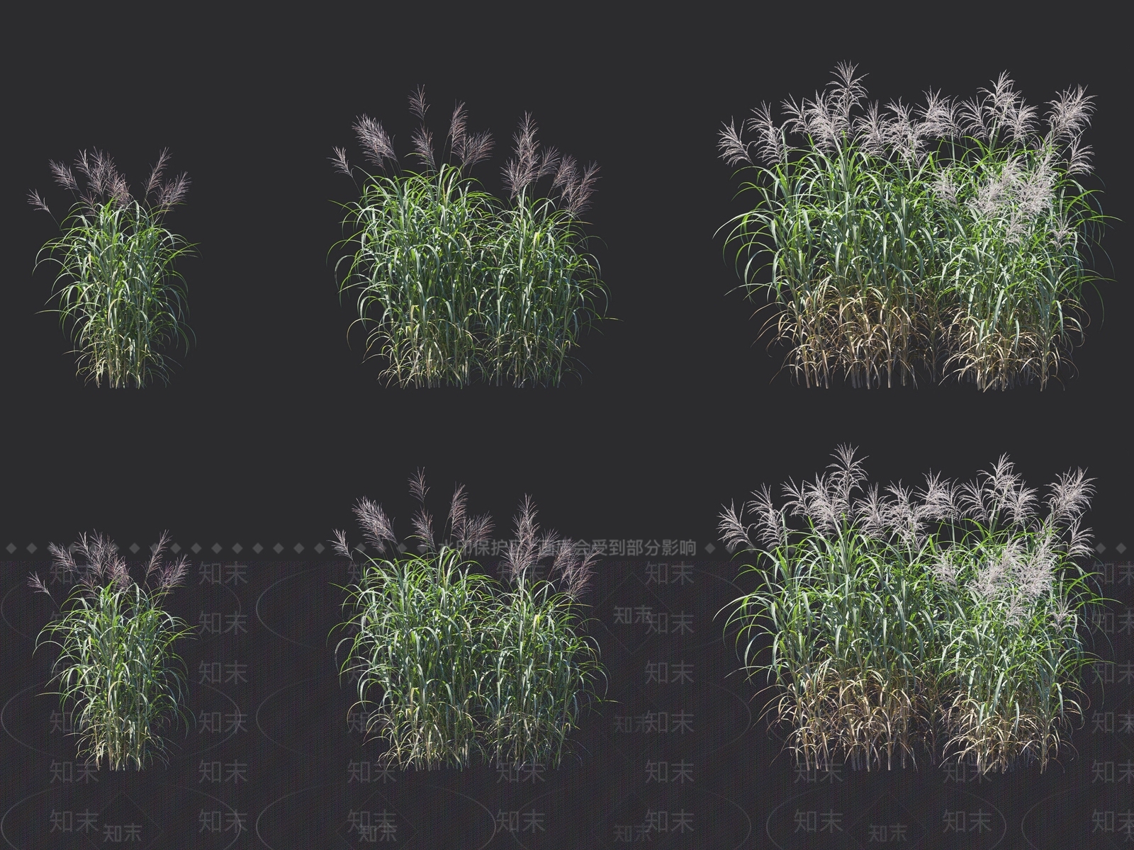 芦苇3D模型下载【ID:1117706960】