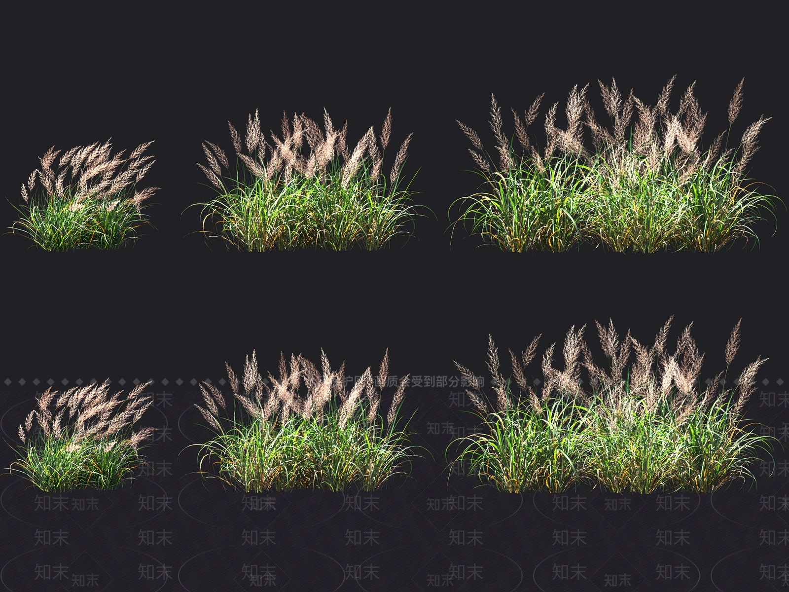 芦苇3D模型下载【ID:1117834478】