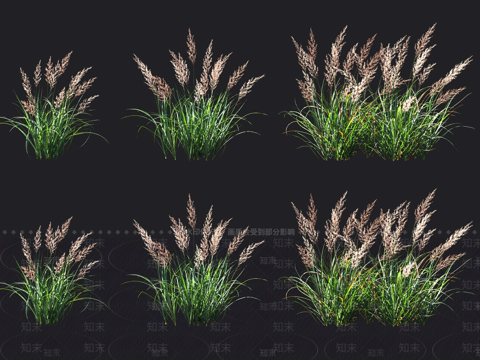 芦苇3D模型下载【ID:1117834544】