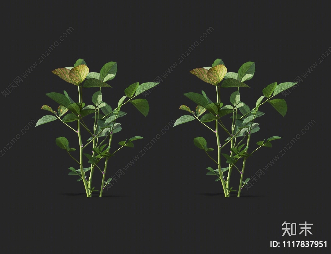 豌豆秧苗3D模型下载【ID:1117837951】