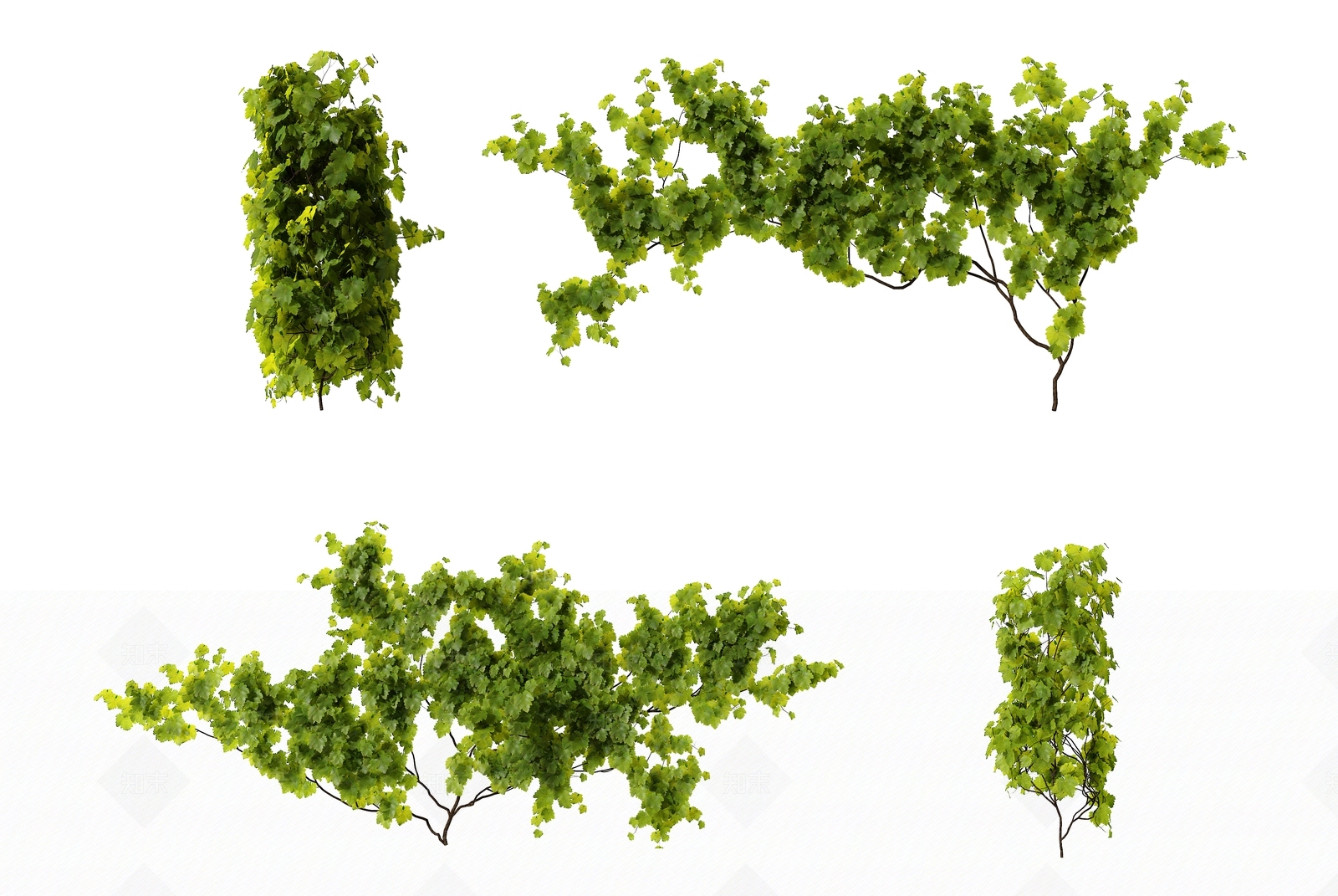 葡萄树3D模型下载【ID:1117876734】