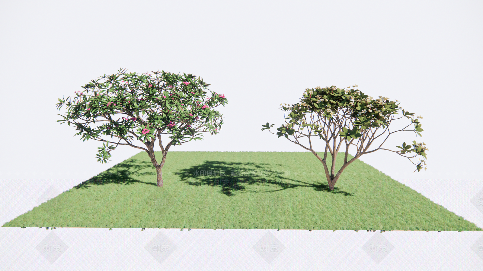 植物鸡蛋花SU模型下载【ID:1117936540】