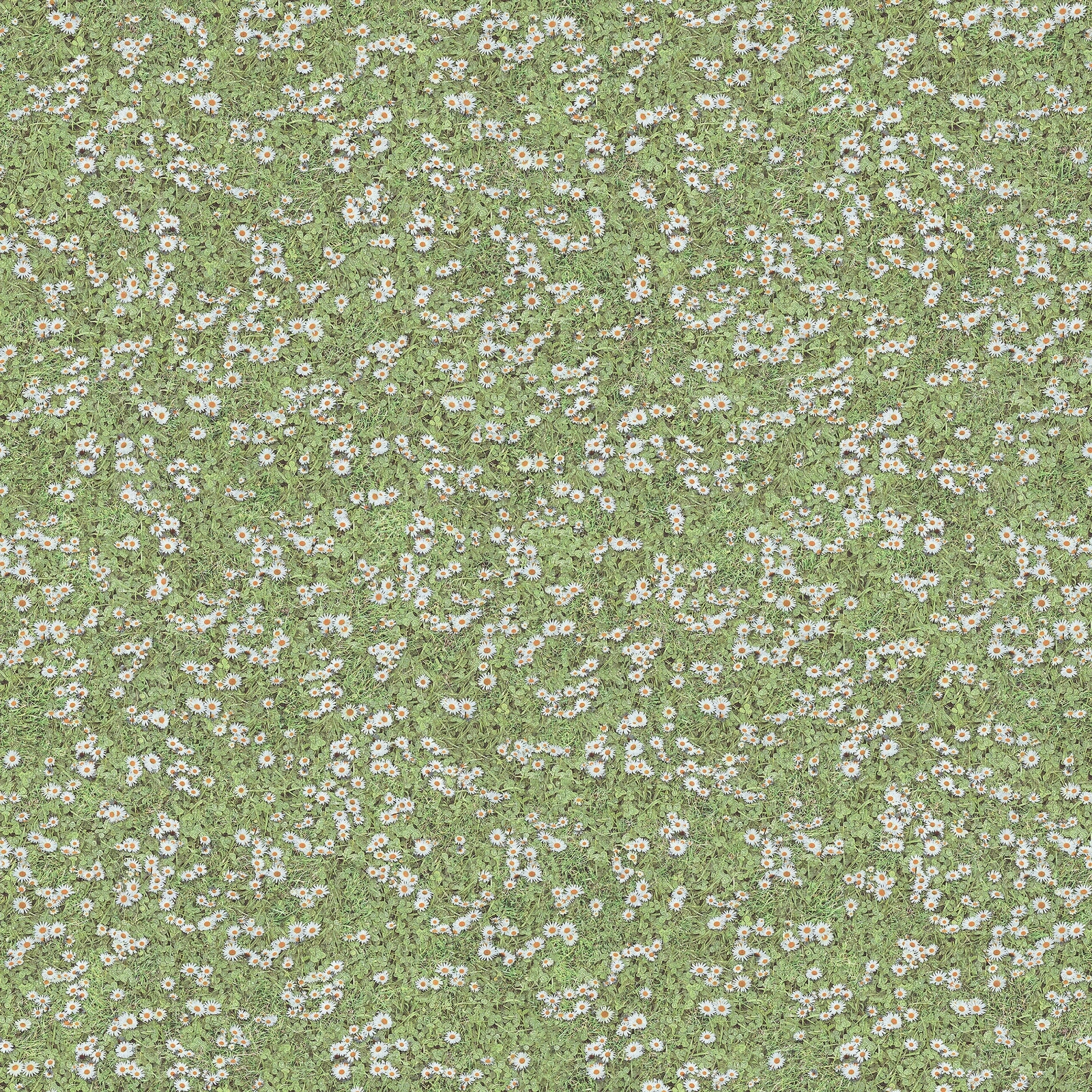 雏菊草品花园地面贴图贴图下载【ID:1118093331】