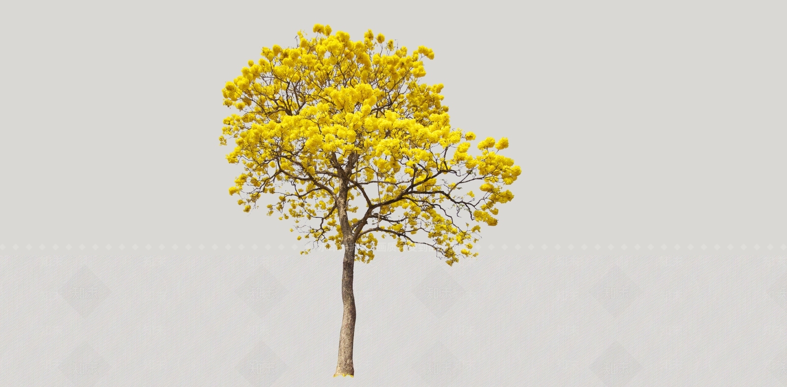 黄花风铃木景观树SU模型下载【ID:1118218465】