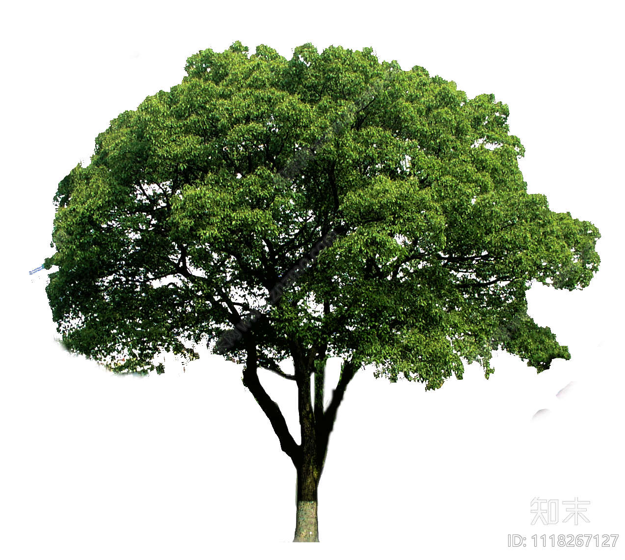 免抠乔木植物贴图贴图下载【ID:1118267127】_【知末网贴图库】