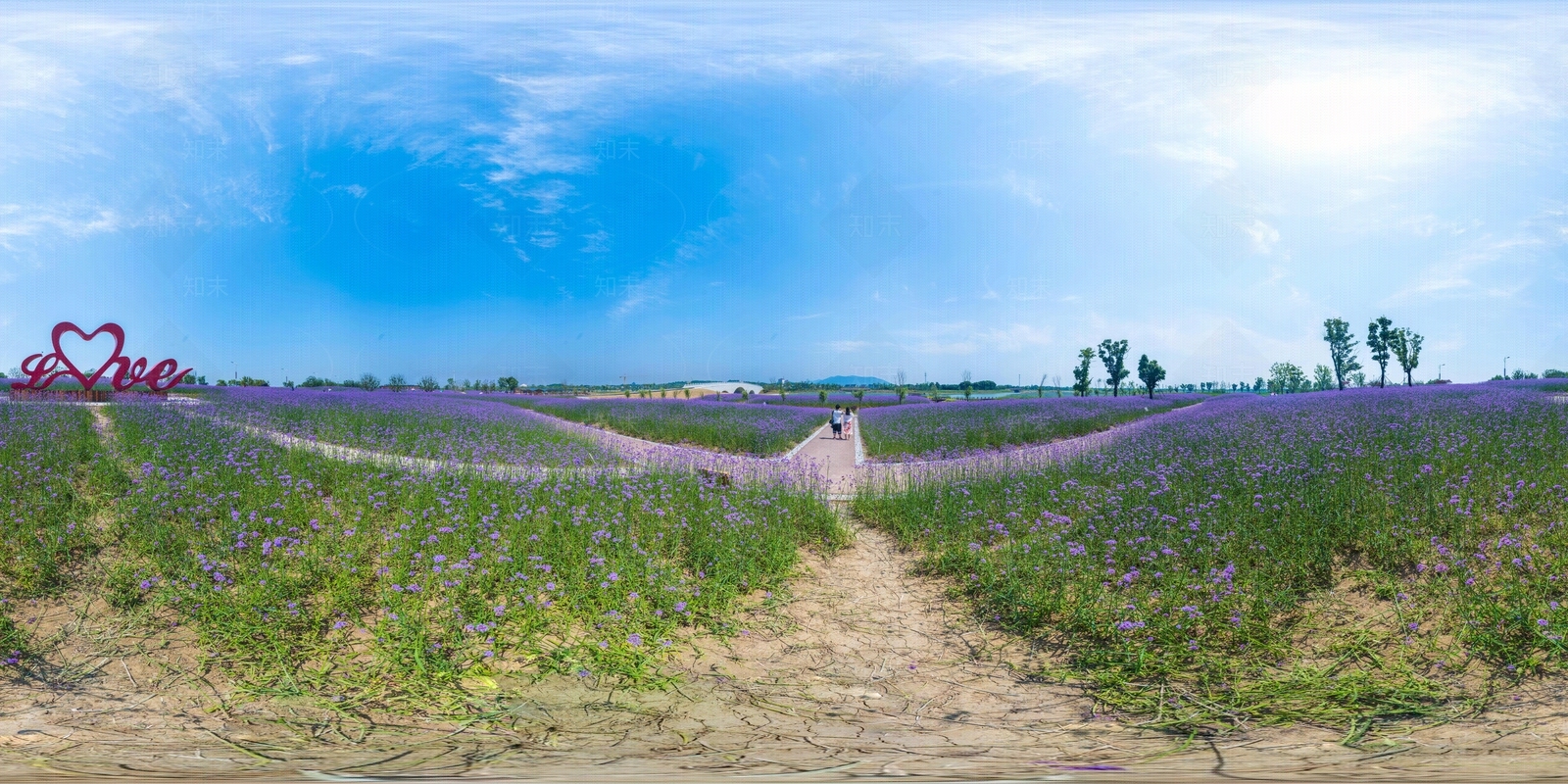 薰衣草花海HDR贴图下载【ID:1118336439】