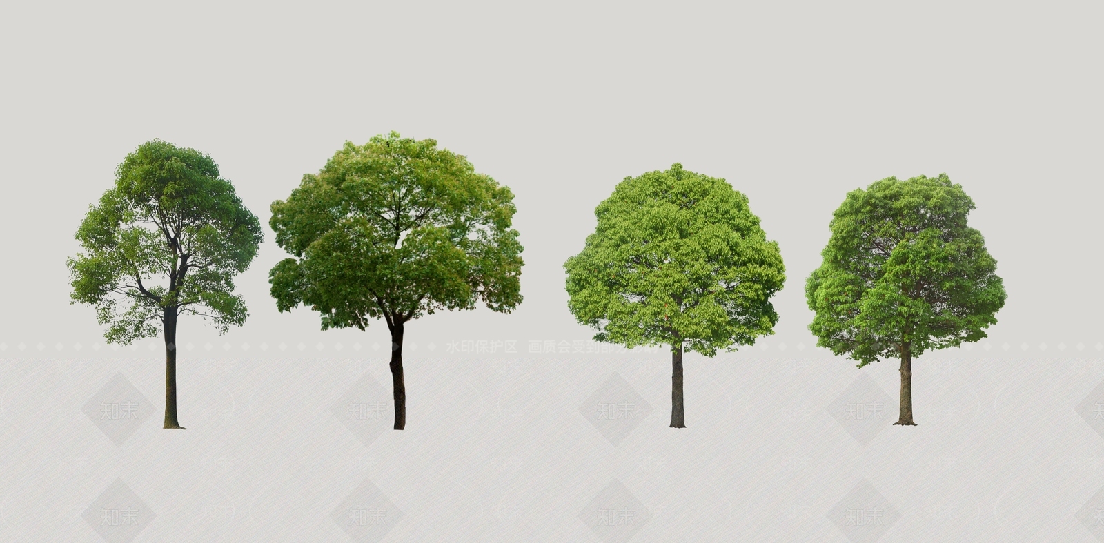 2D香樟景观树行道树乔木SU模型下载【ID:1118350231】