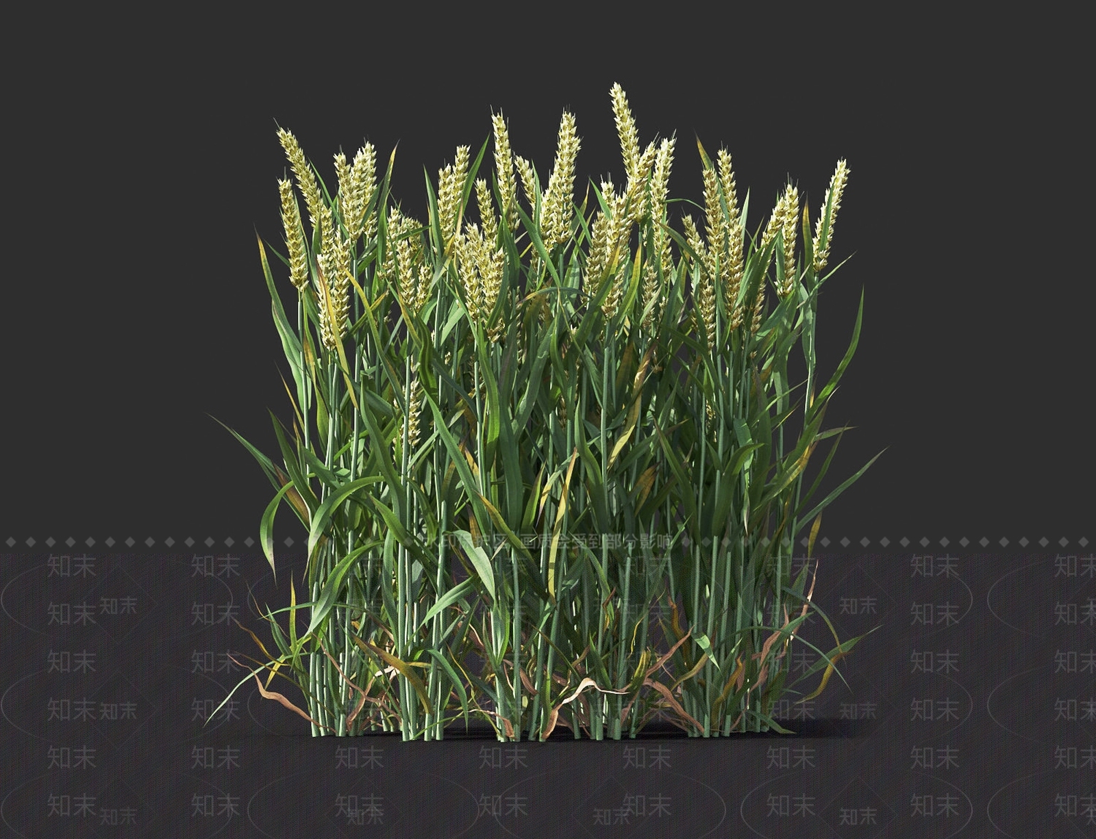 农作物3D模型下载【ID:1118564558】