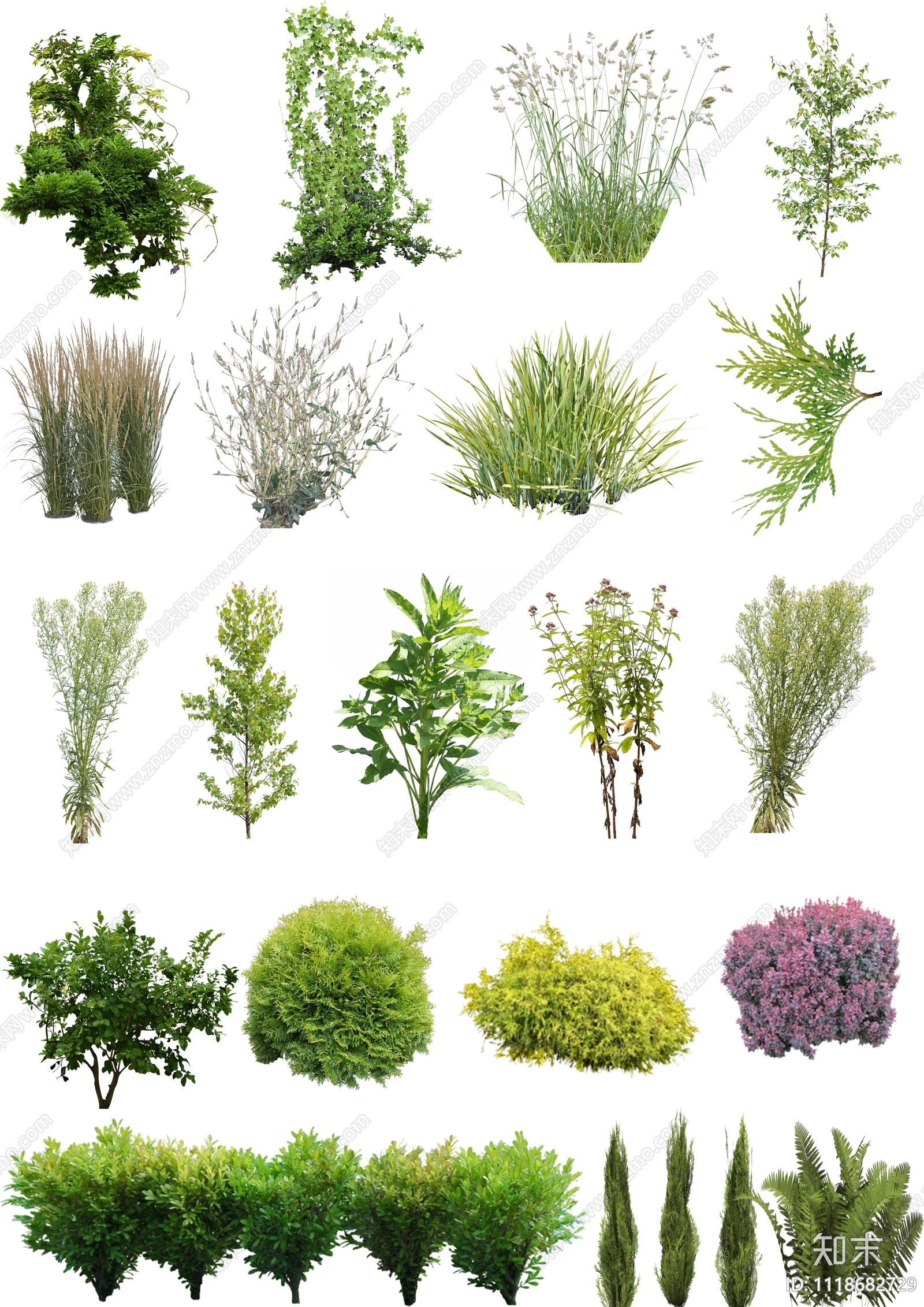 高清灌木草本植物PSD贴图免抠贴图下载【ID:1118682729】_【知末网贴图库】