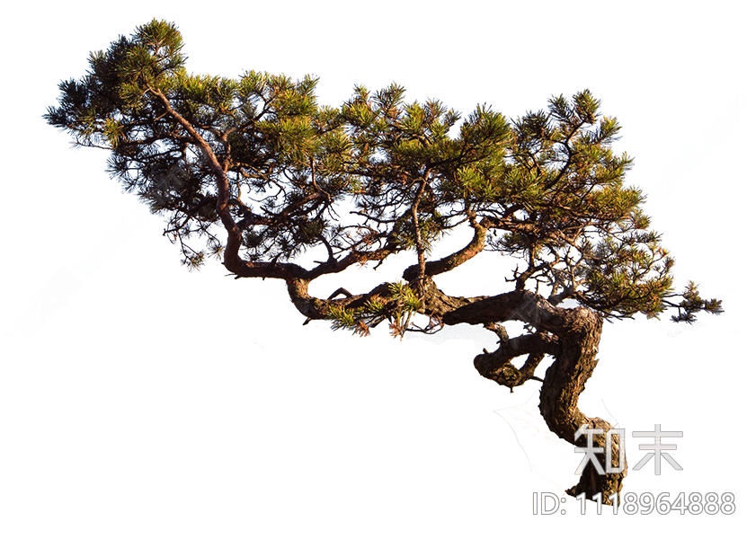 山松松树psd免抠贴图下载【ID:1118964888】_【知末网贴图库】