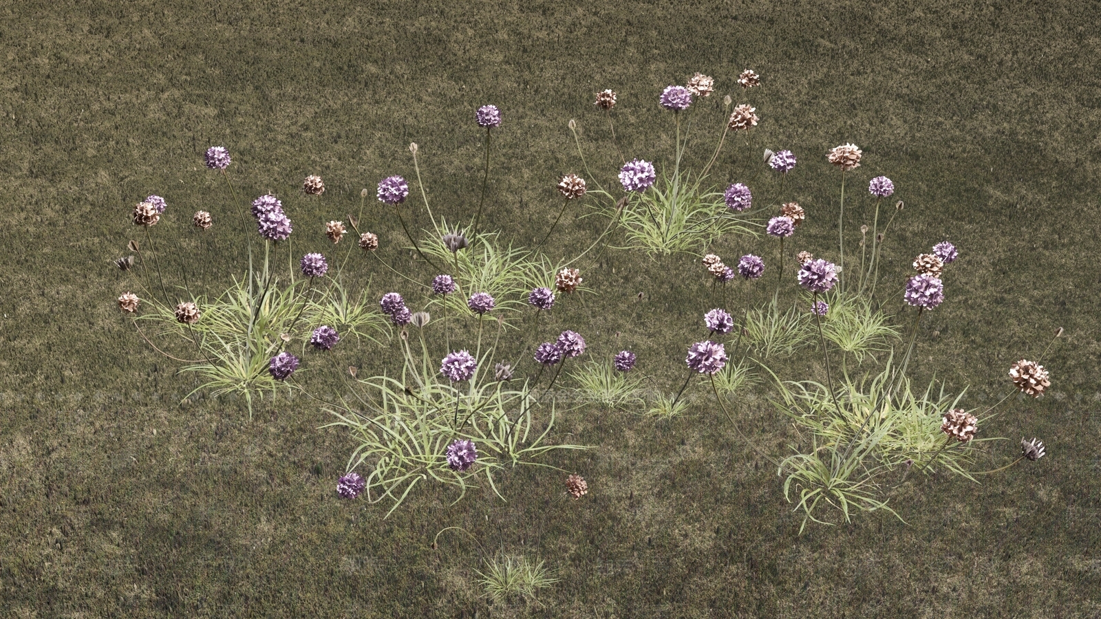 海石竹花3D模型下载【ID:1118963431】