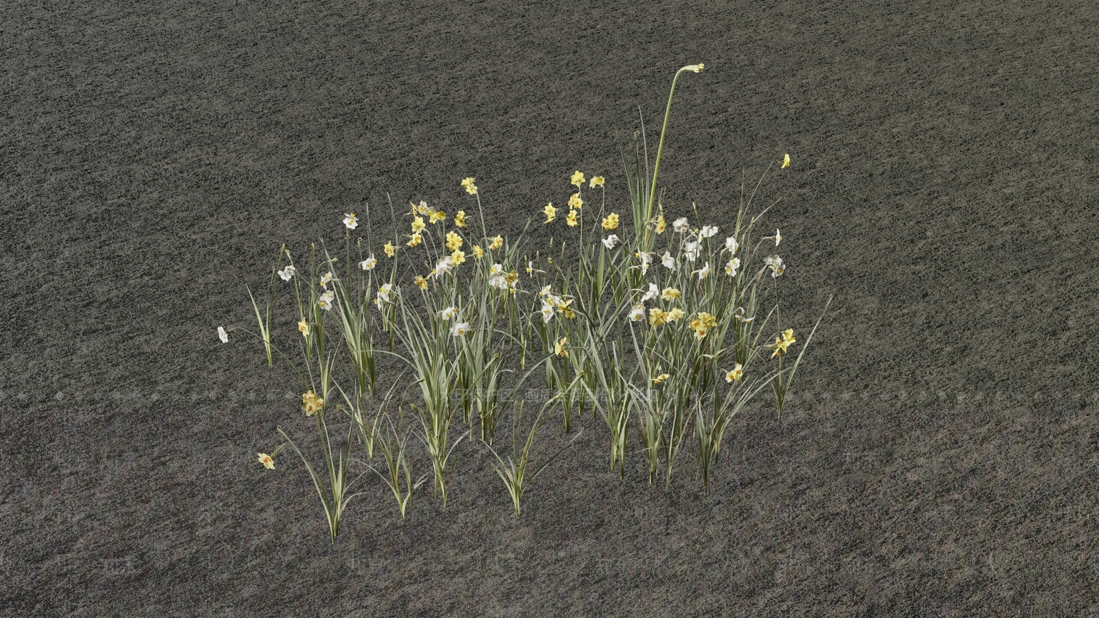 水仙花3D模型下载【ID:1118965150】