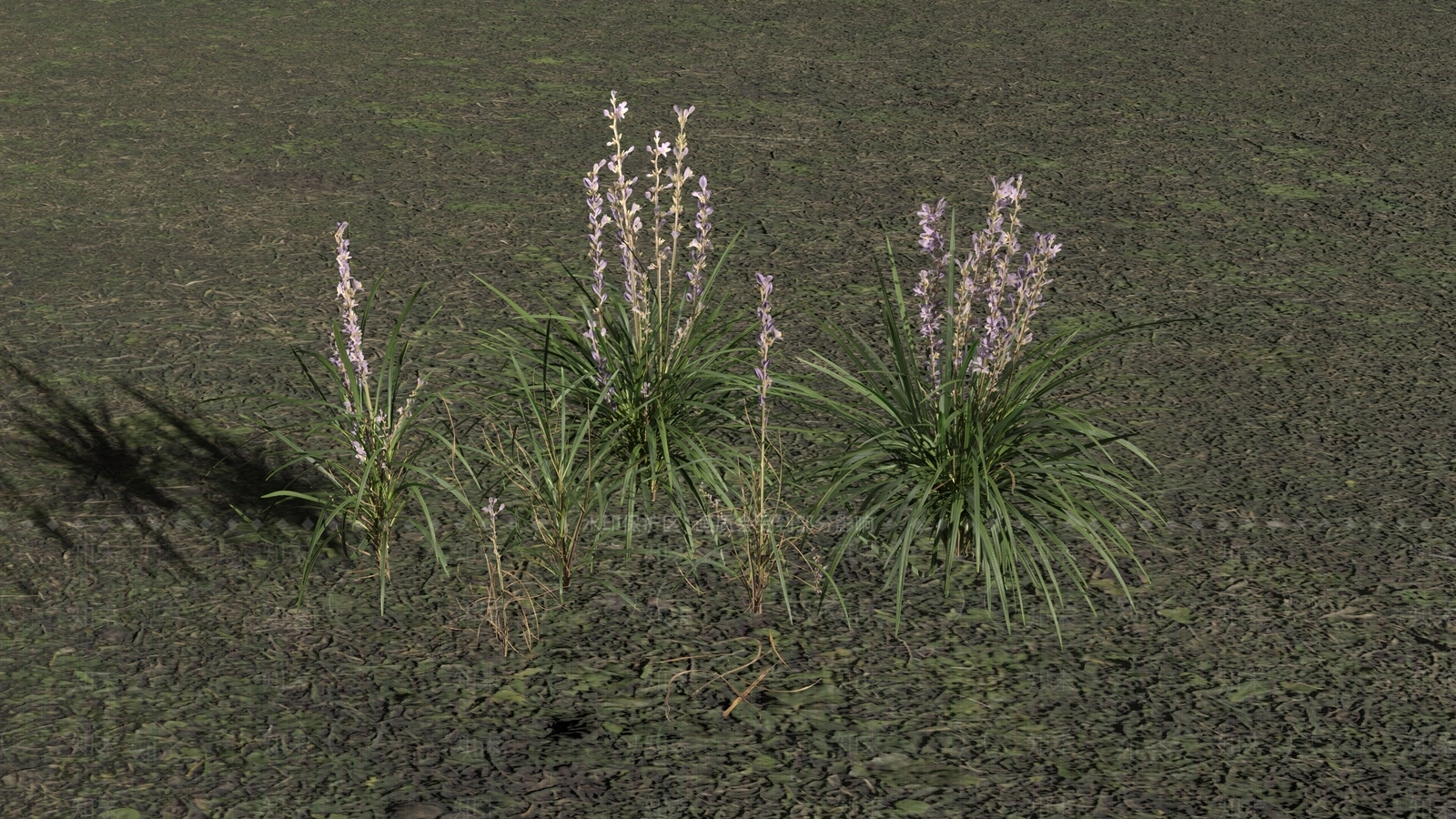 麦门冬花3D模型下载【ID:1119024423】