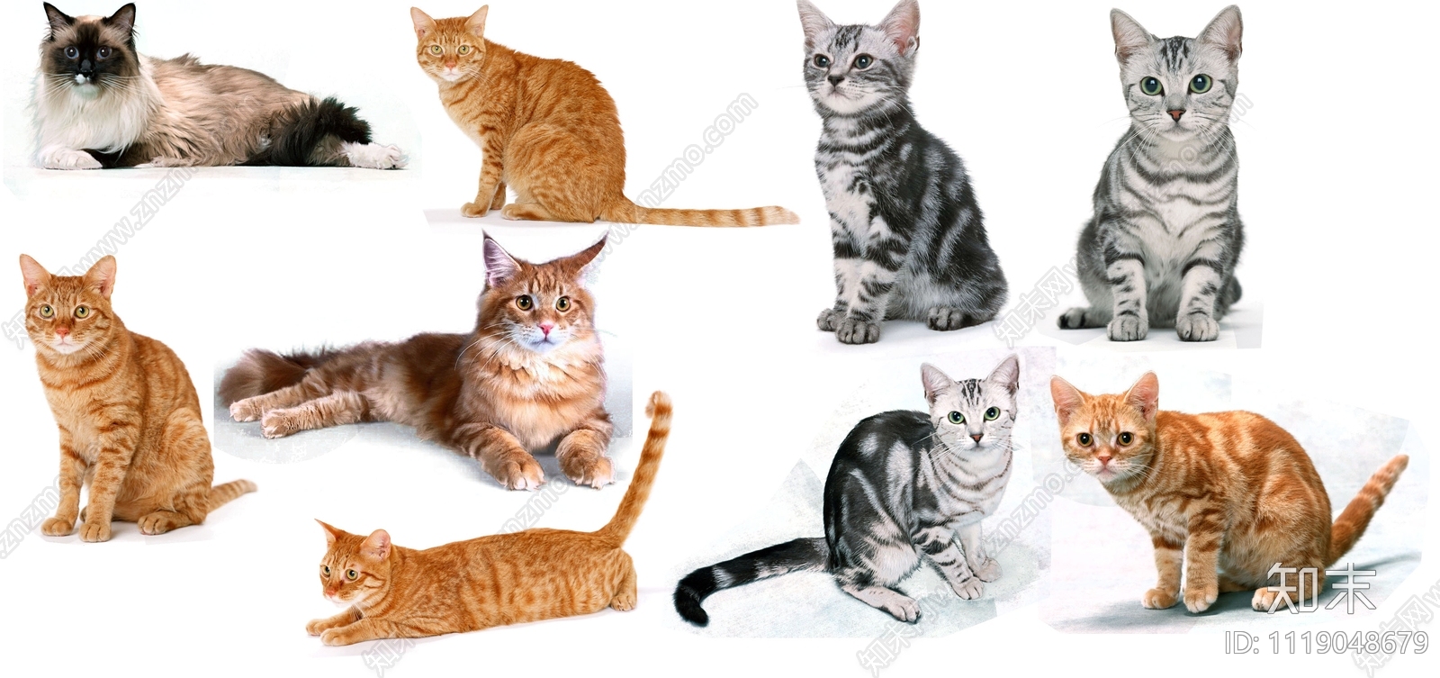 猫咪素材PSD免抠下载【ID:1119048679】undefined
