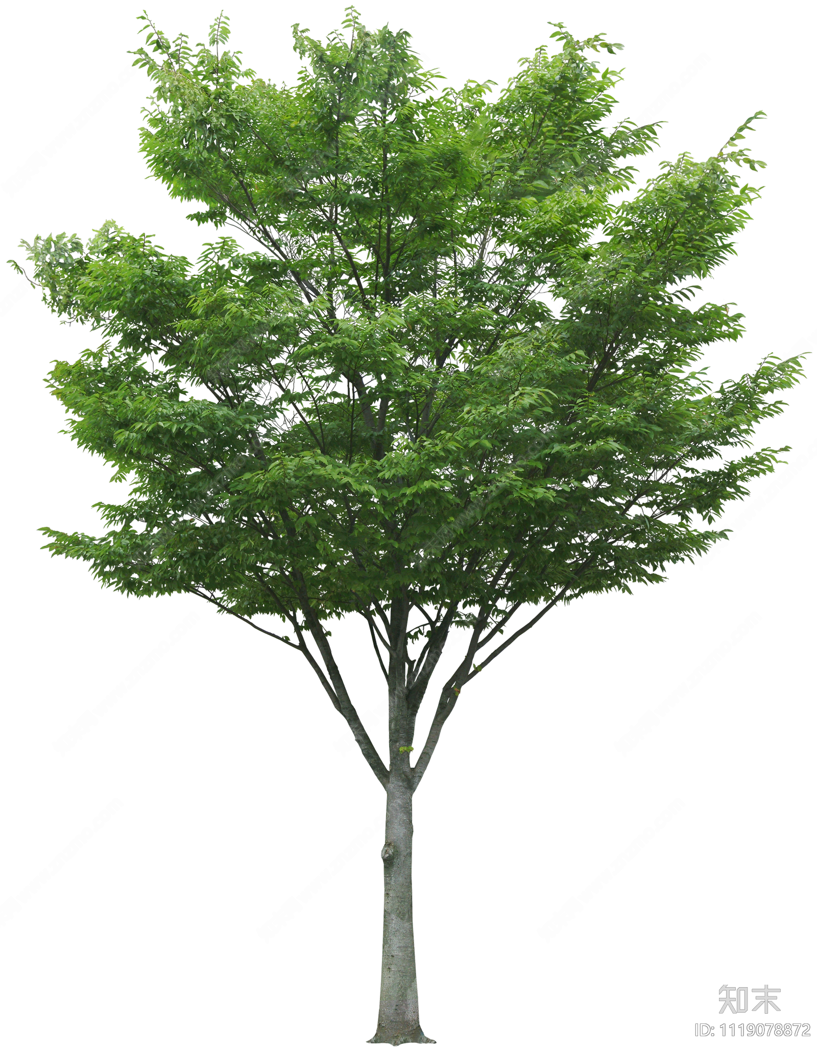 常绿乔木植物psd免抠贴图贴图下载【id:1119078872】