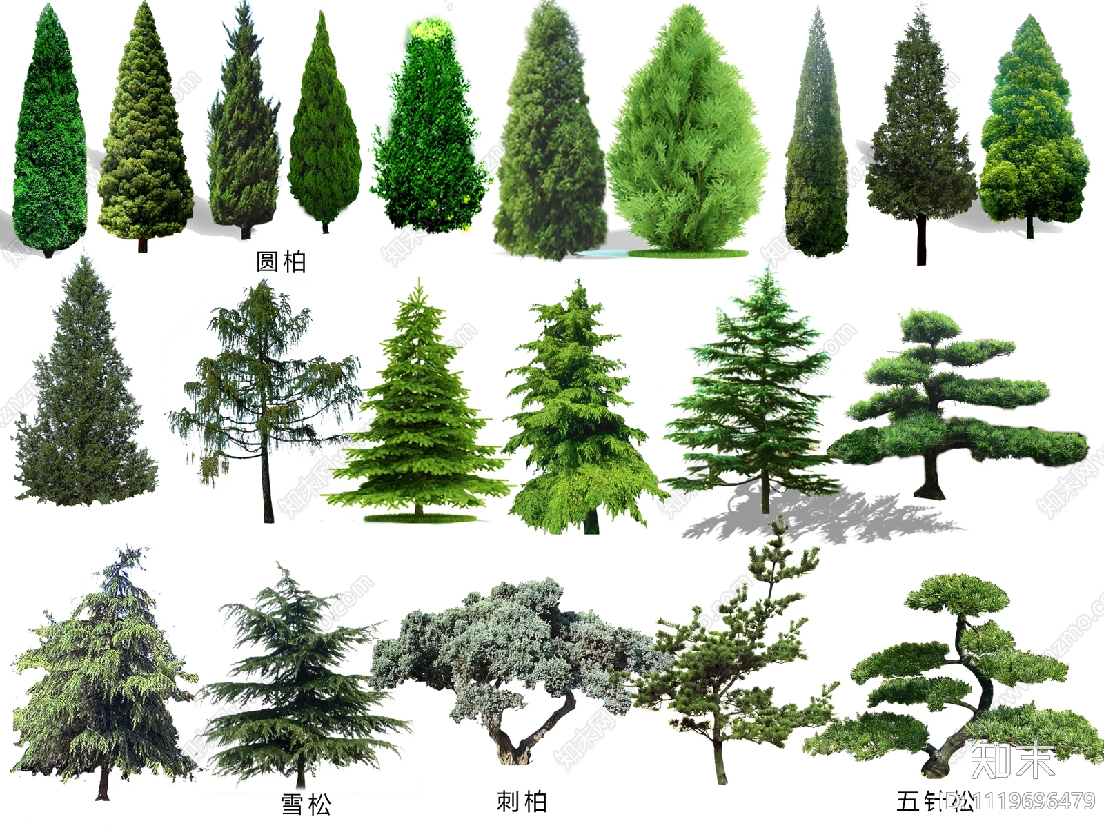 雪松龙柏五针松蜀桧圆柏psd免抠下载【ID:1119696479】