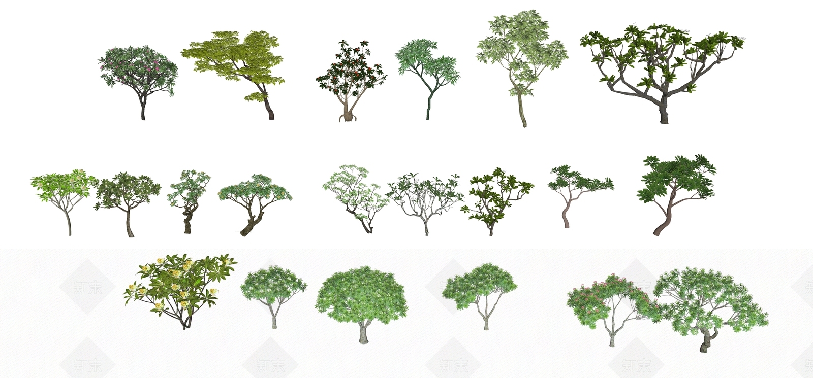 鸡蛋花SU模型下载【ID:1119723190】