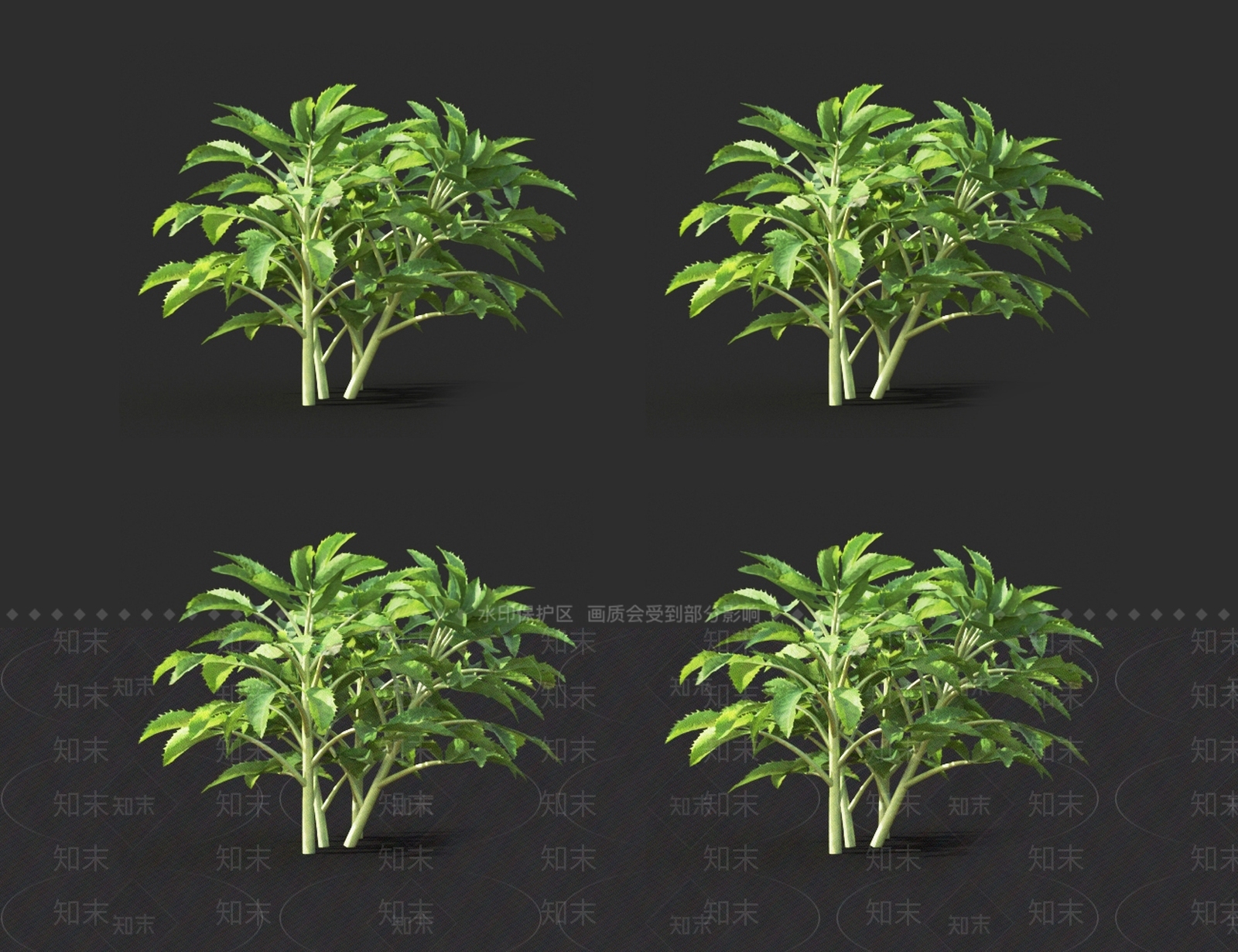 菊苣3D模型下载【ID:1121115570】