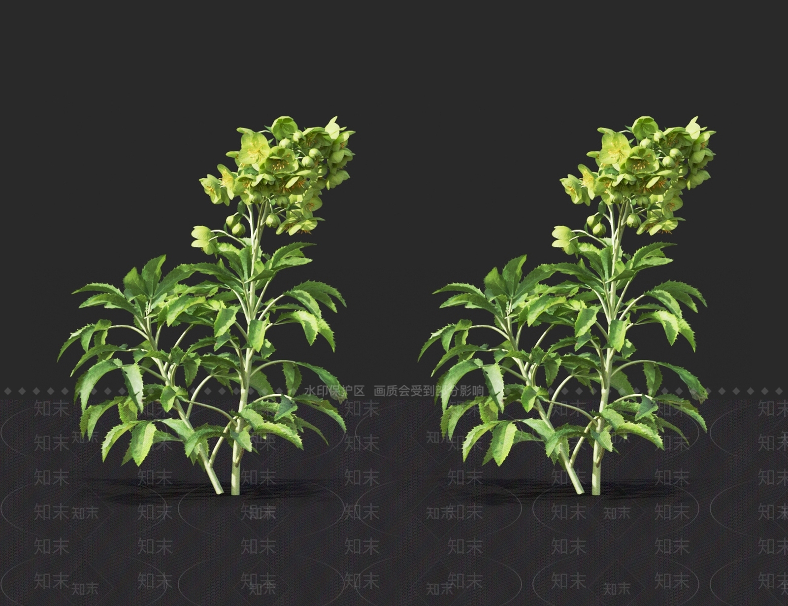 菊苣3D模型下载【ID:1121115660】