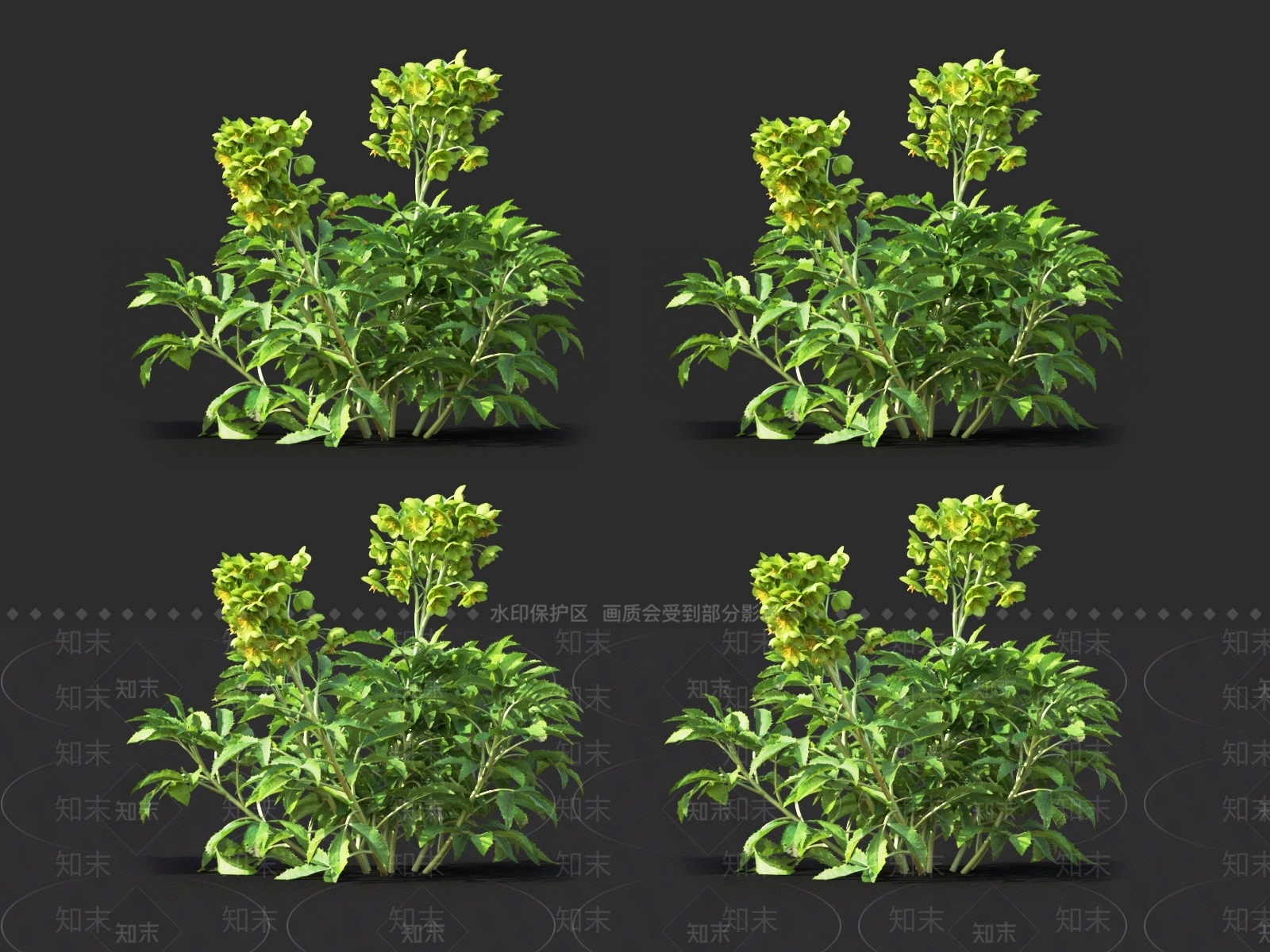 菊苣3D模型下载【ID:1121115646】