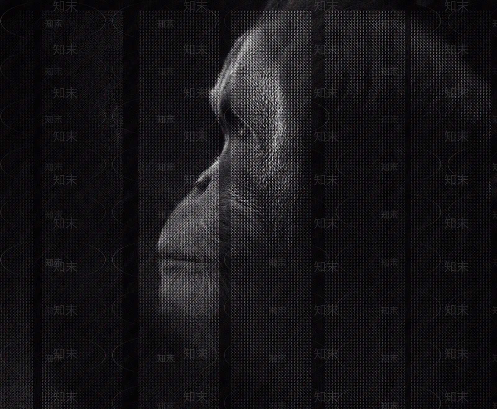 非洲猩猩黑白装饰画贴图下载【ID:1121226841】