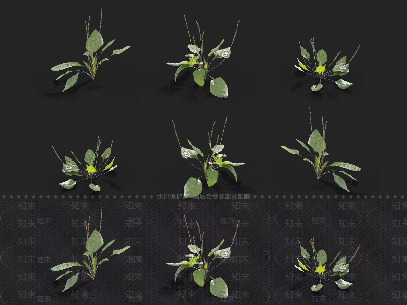 草3D模型下载【ID:1121463856】