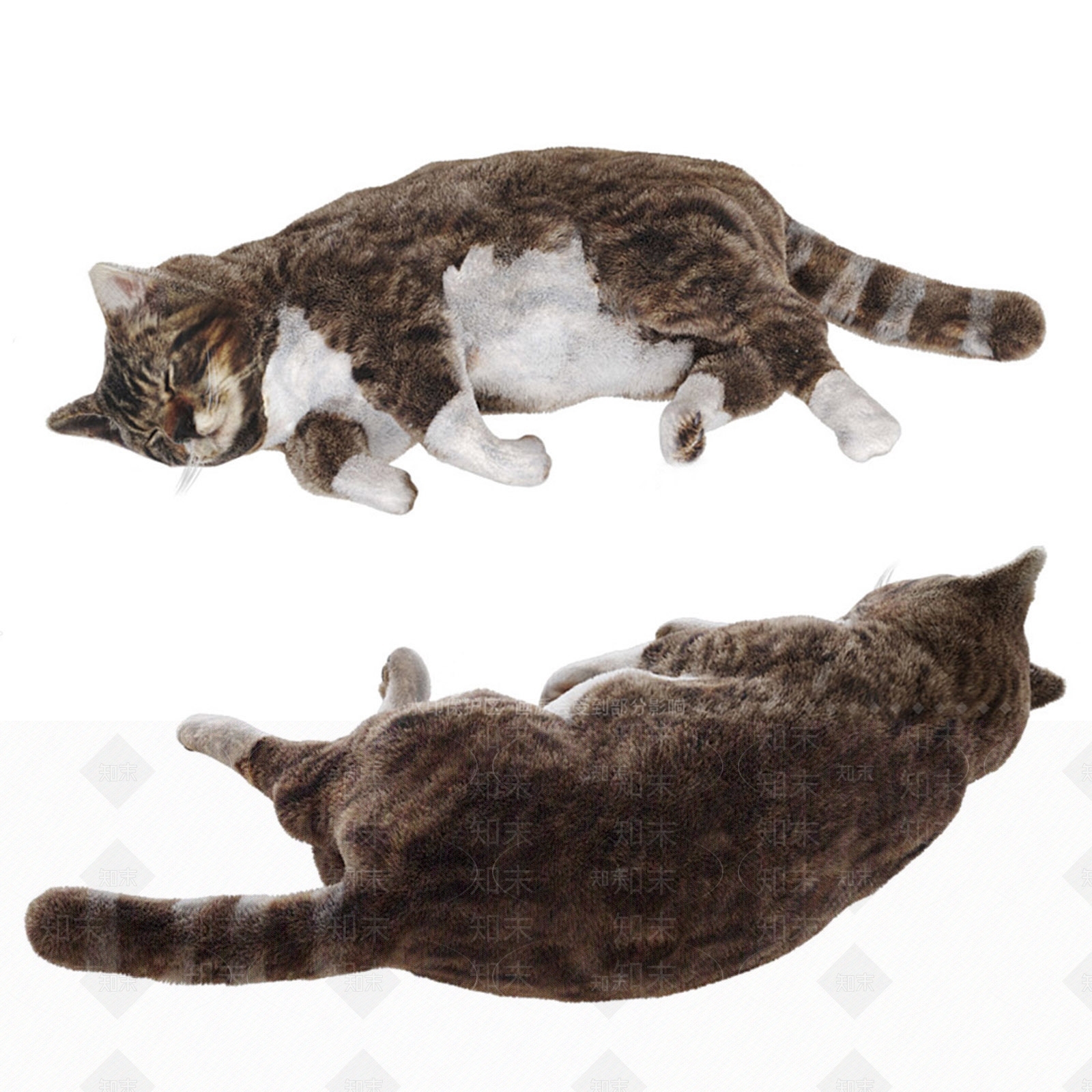宠物猫咪SU模型下载【ID:1121535049】