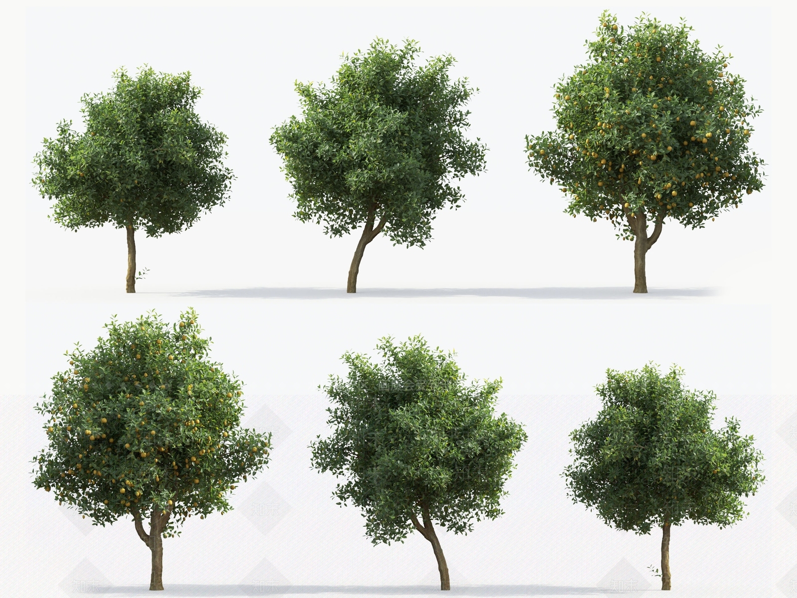 柠檬树3D模型下载【ID:1121734141】