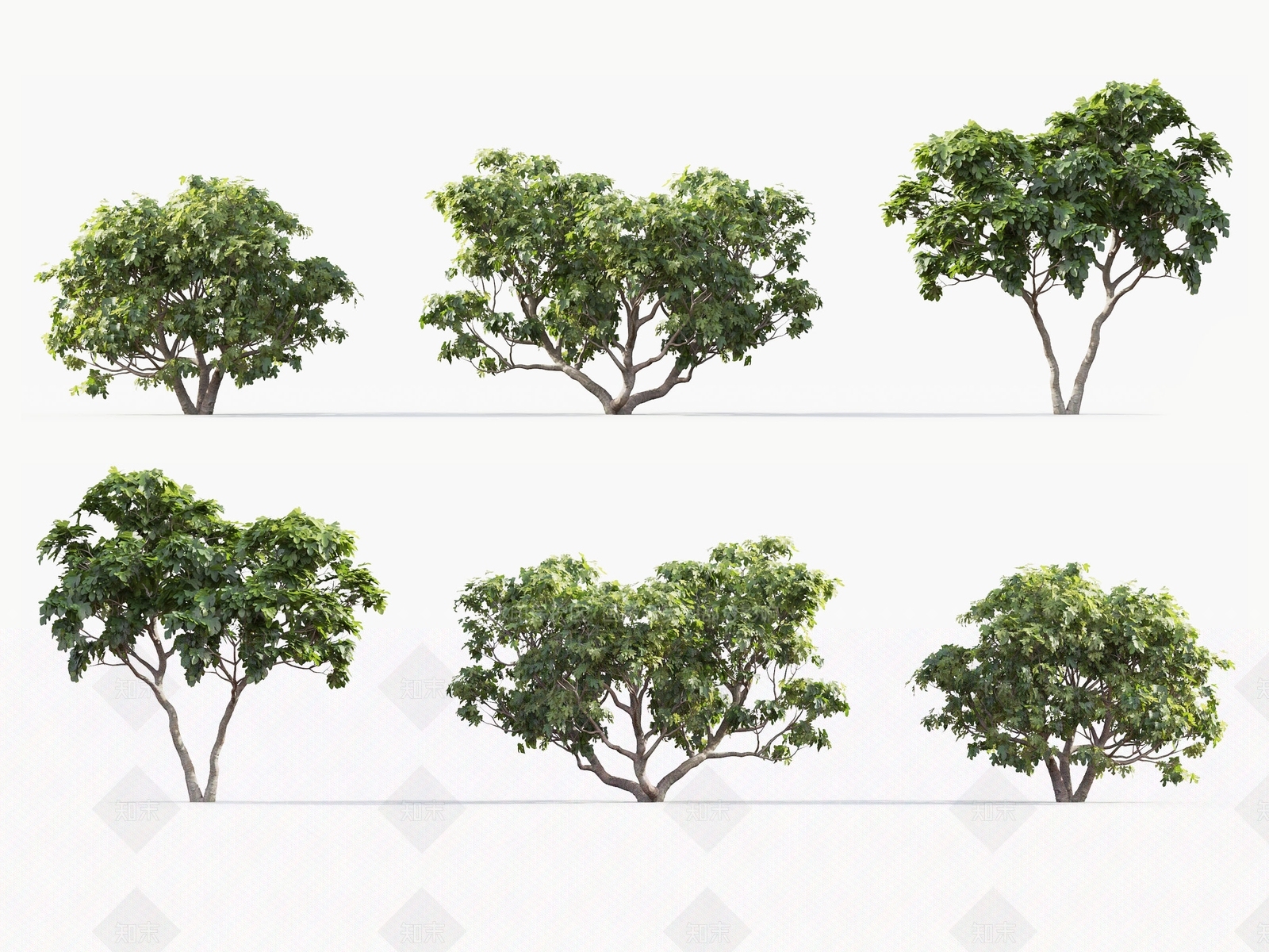 无花果树3D模型下载【ID:1121734636】