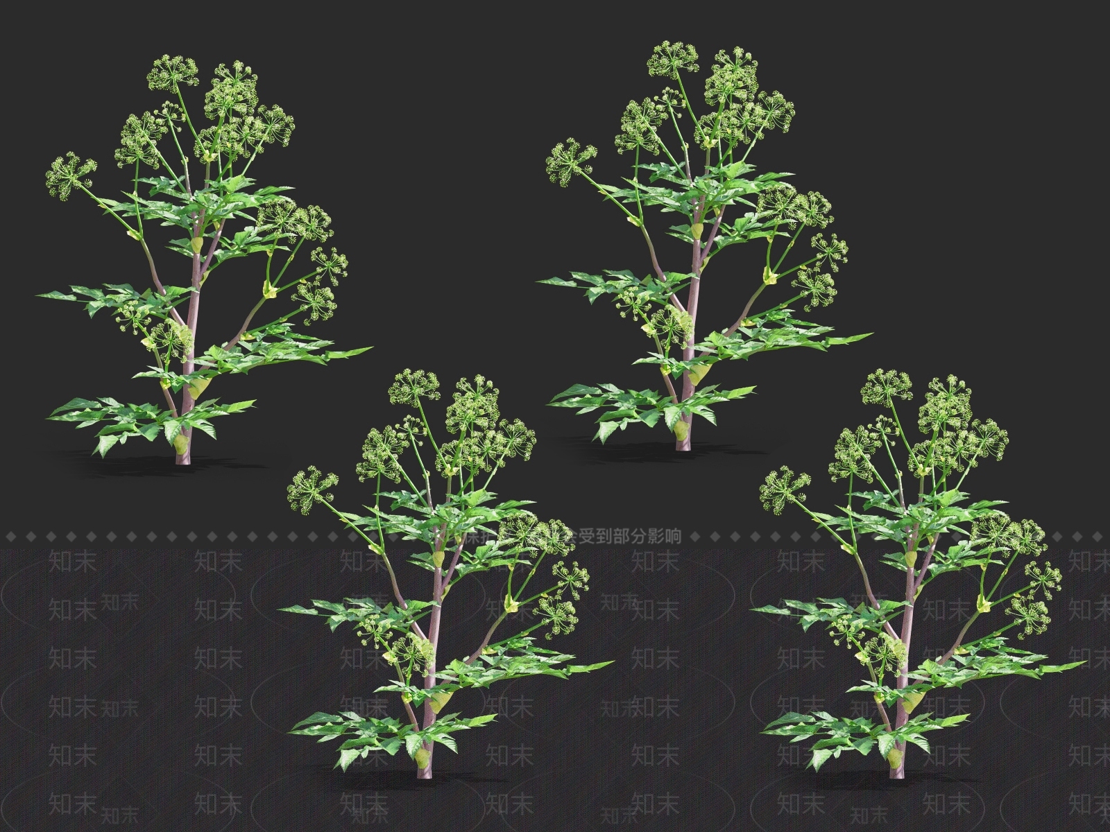 当归3D模型下载【ID:1121737839】