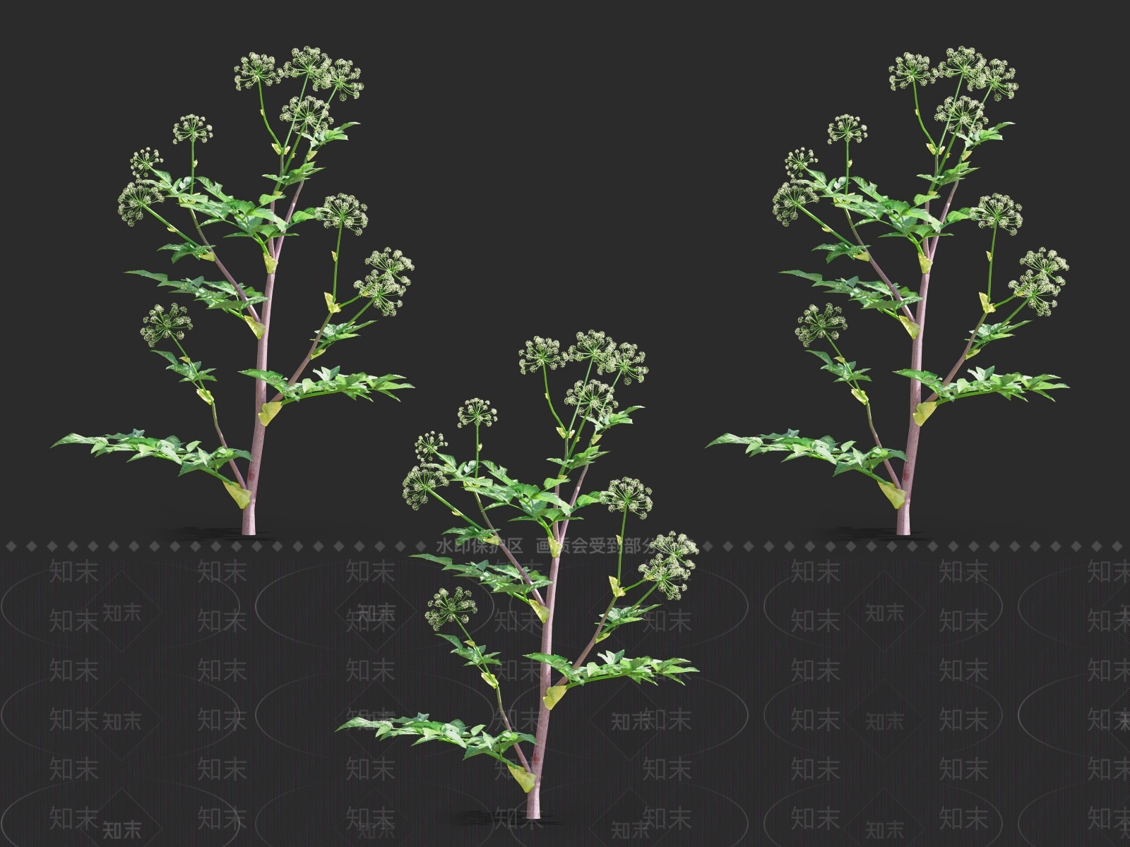 当归3D模型下载【ID:1121737984】