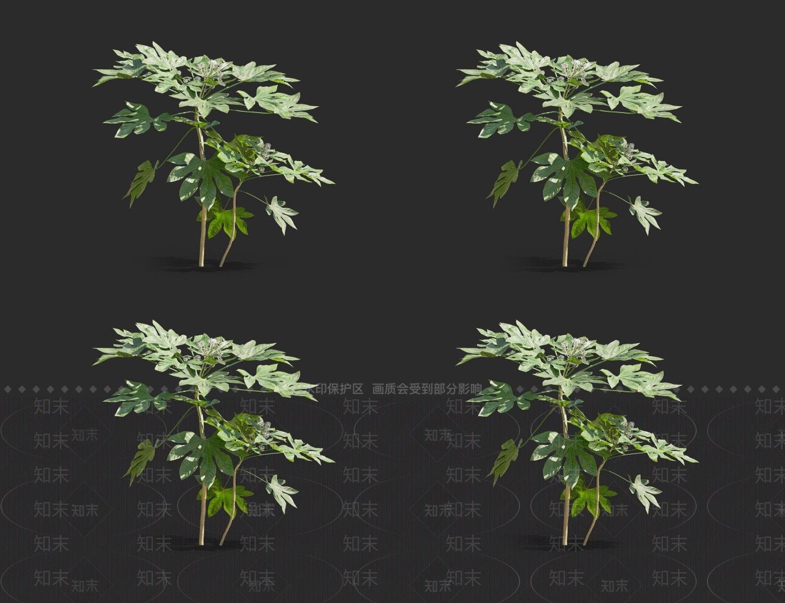 八角金盘3D模型下载【ID:1121739798】