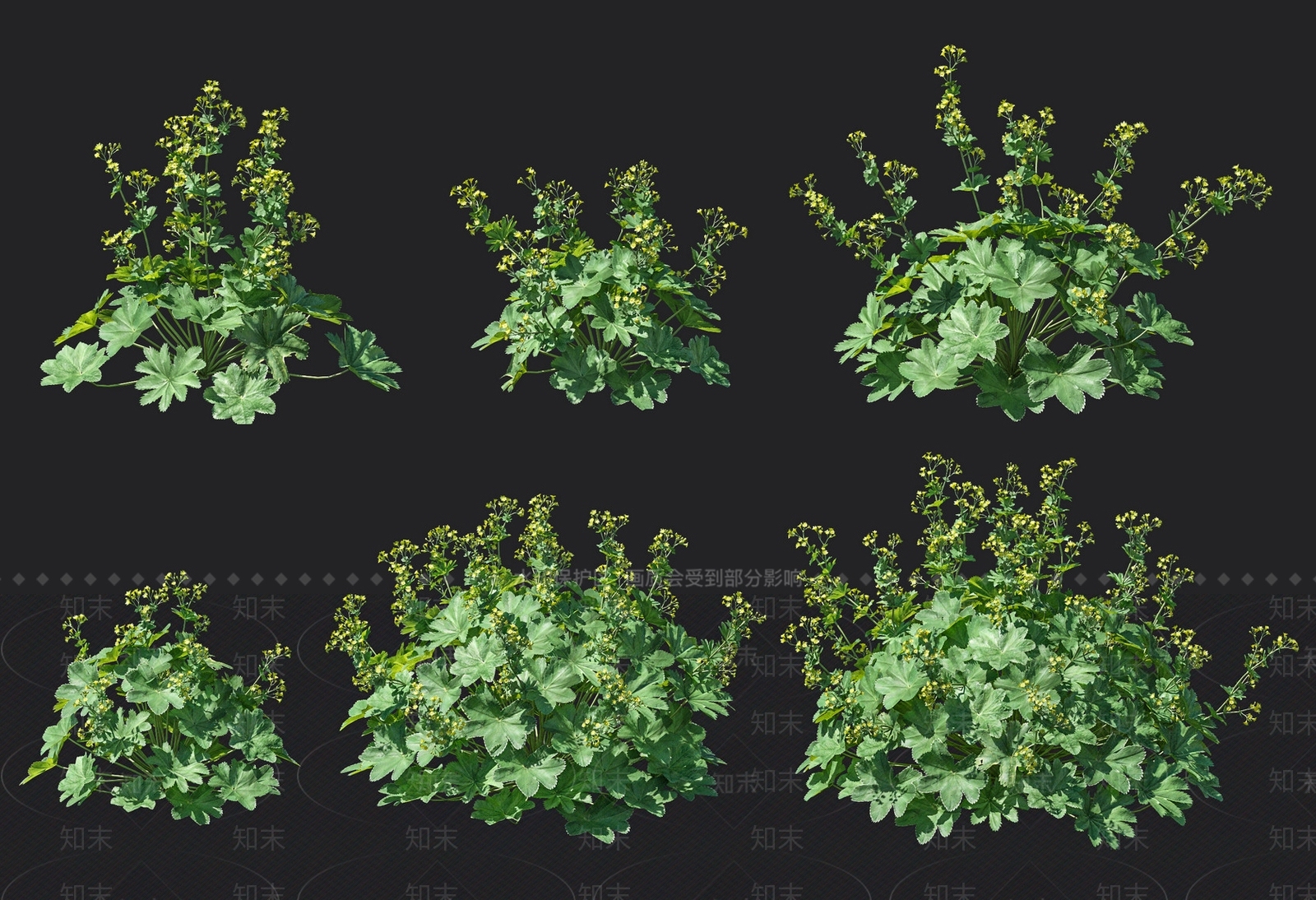 羽衣草3D模型下载【ID:1121745066】