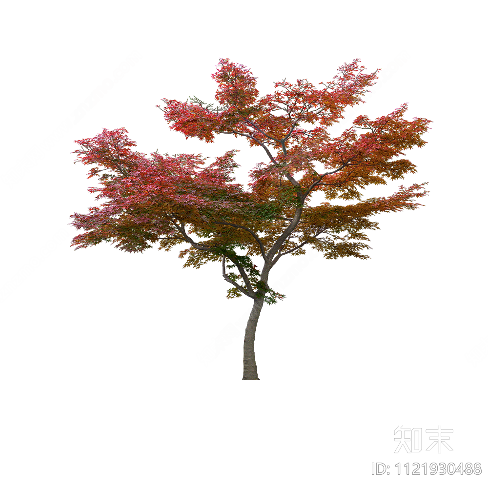 红枫乔木png免抠贴图下载【ID:1121930488】_【知末网贴图库】