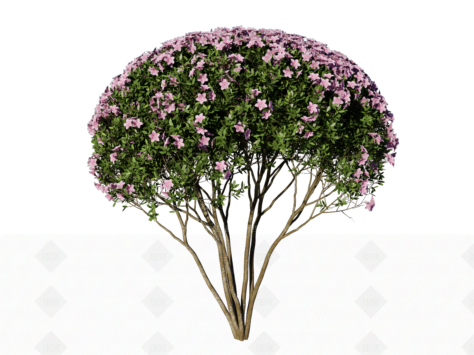 高杆杜鹃花SU模型下载【ID:1122003341】