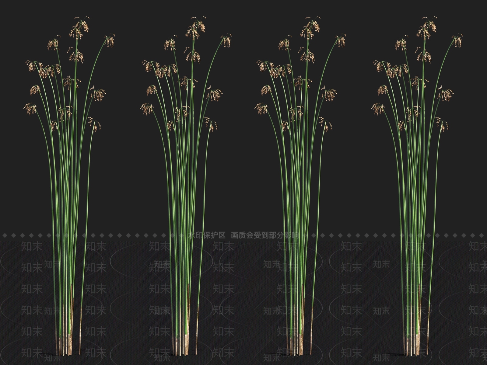 水葱3D模型下载【ID:1122162964】