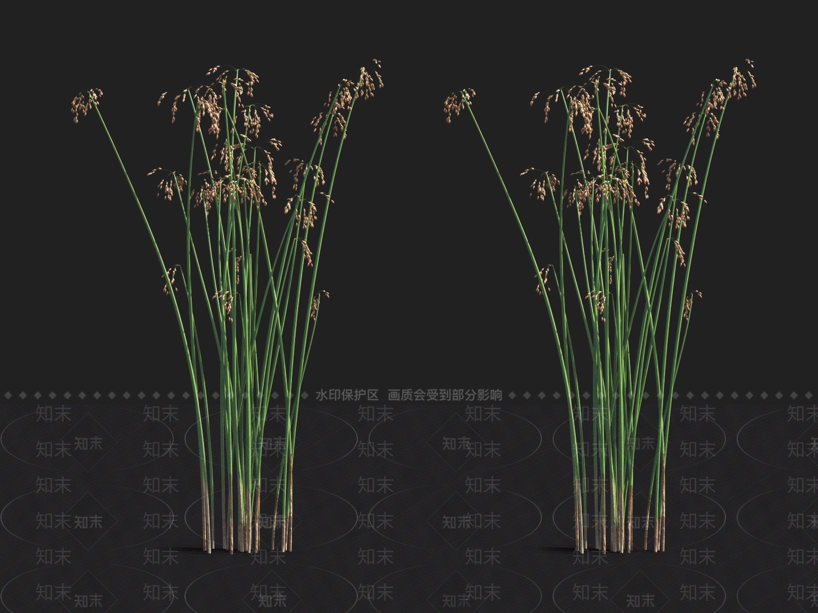 水葱3D模型下载【ID:1122162929】