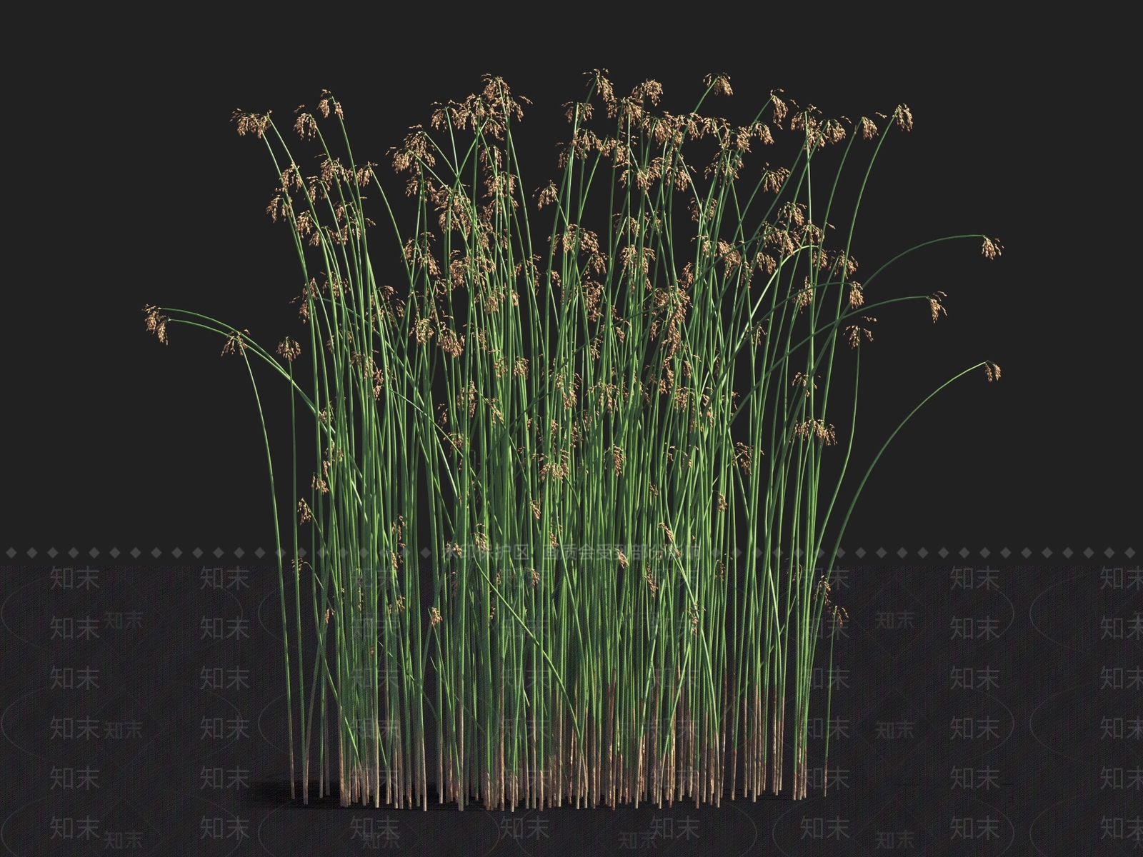 水葱3D模型下载【ID:1122163056】