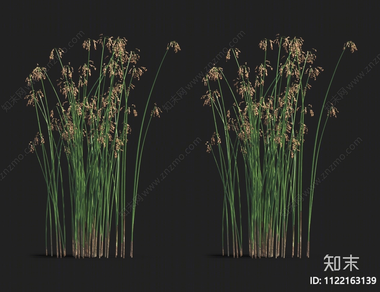 水葱3D模型下载【ID:1122163139】