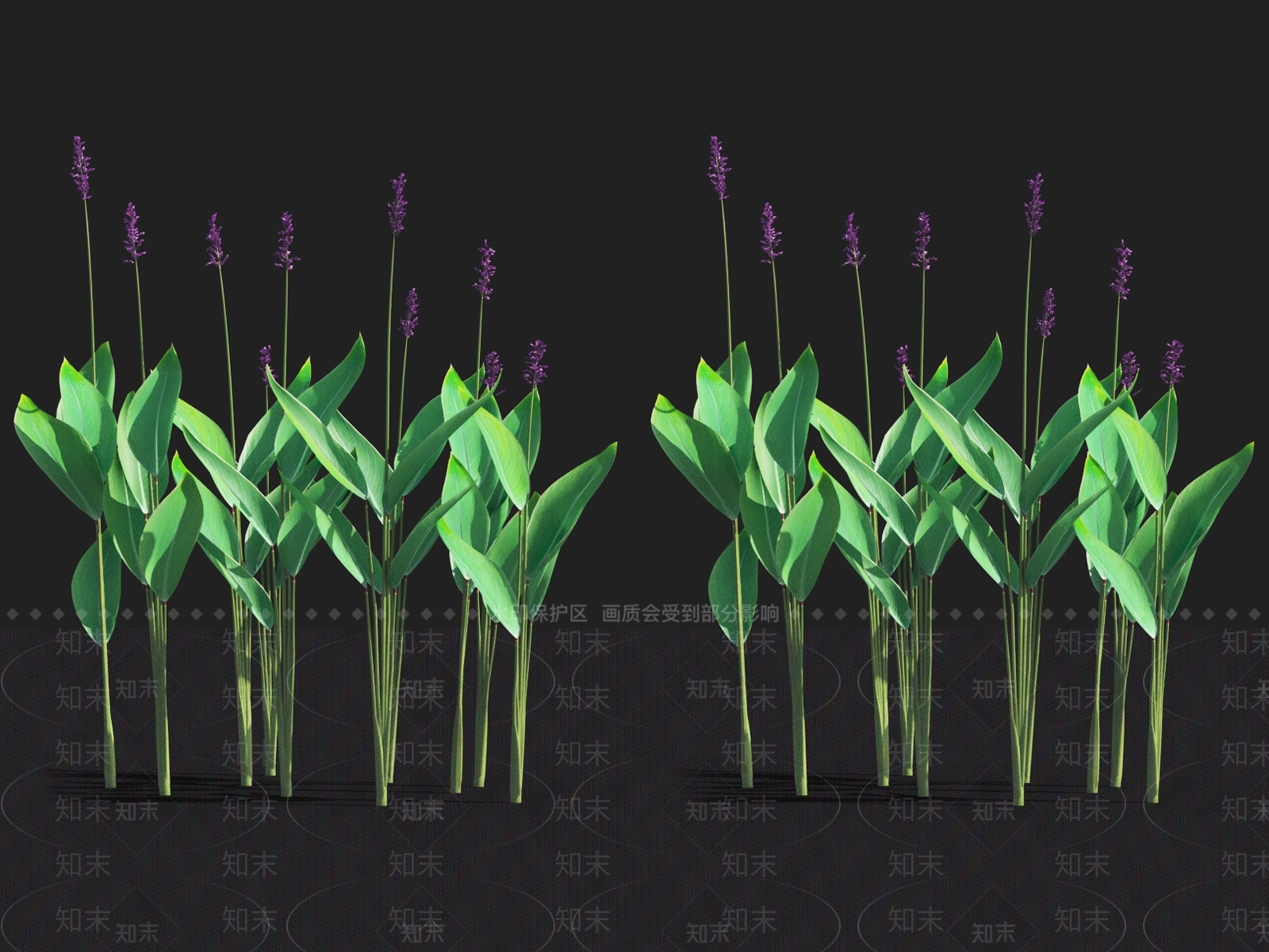 水竹芋3D模型下载【ID:1122163589】