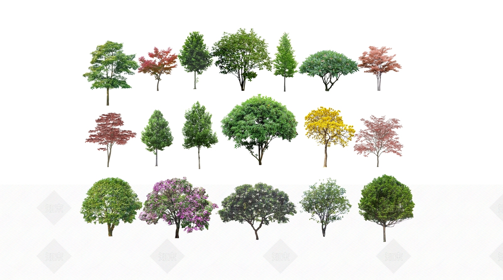 2D黄花风铃木SU模型下载【ID:1123468705】