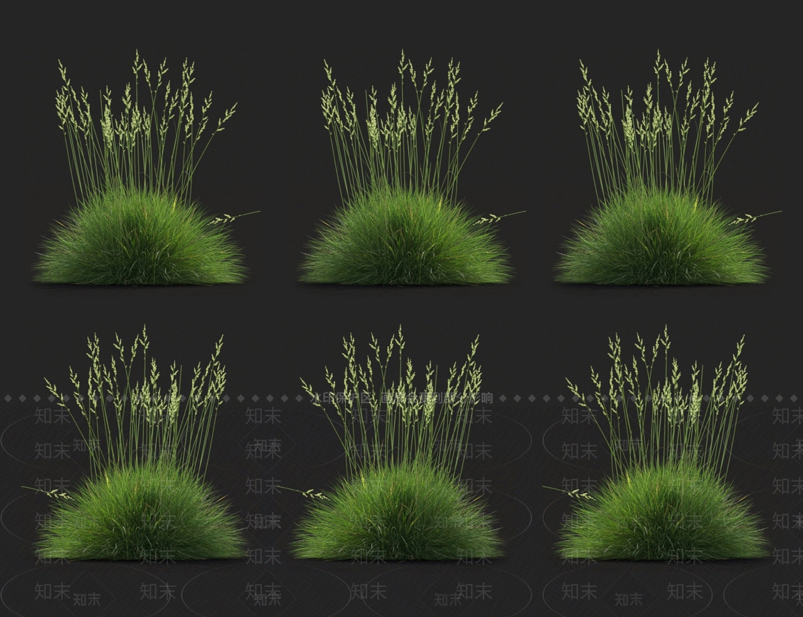 高羊茅3D模型下载【ID:1123643965】