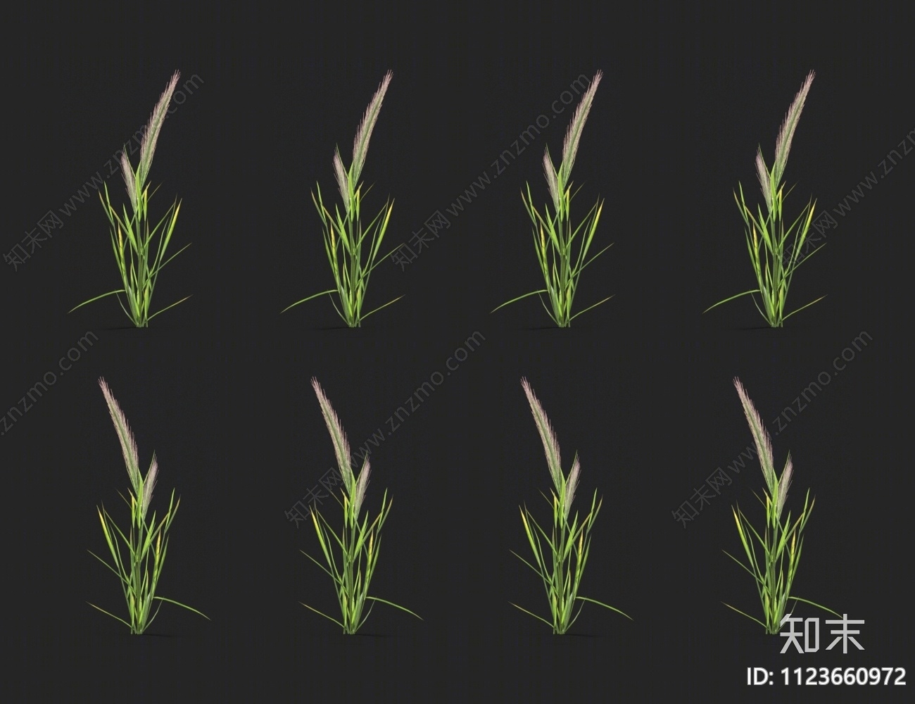 大麦草3D模型下载【ID:1123660972】