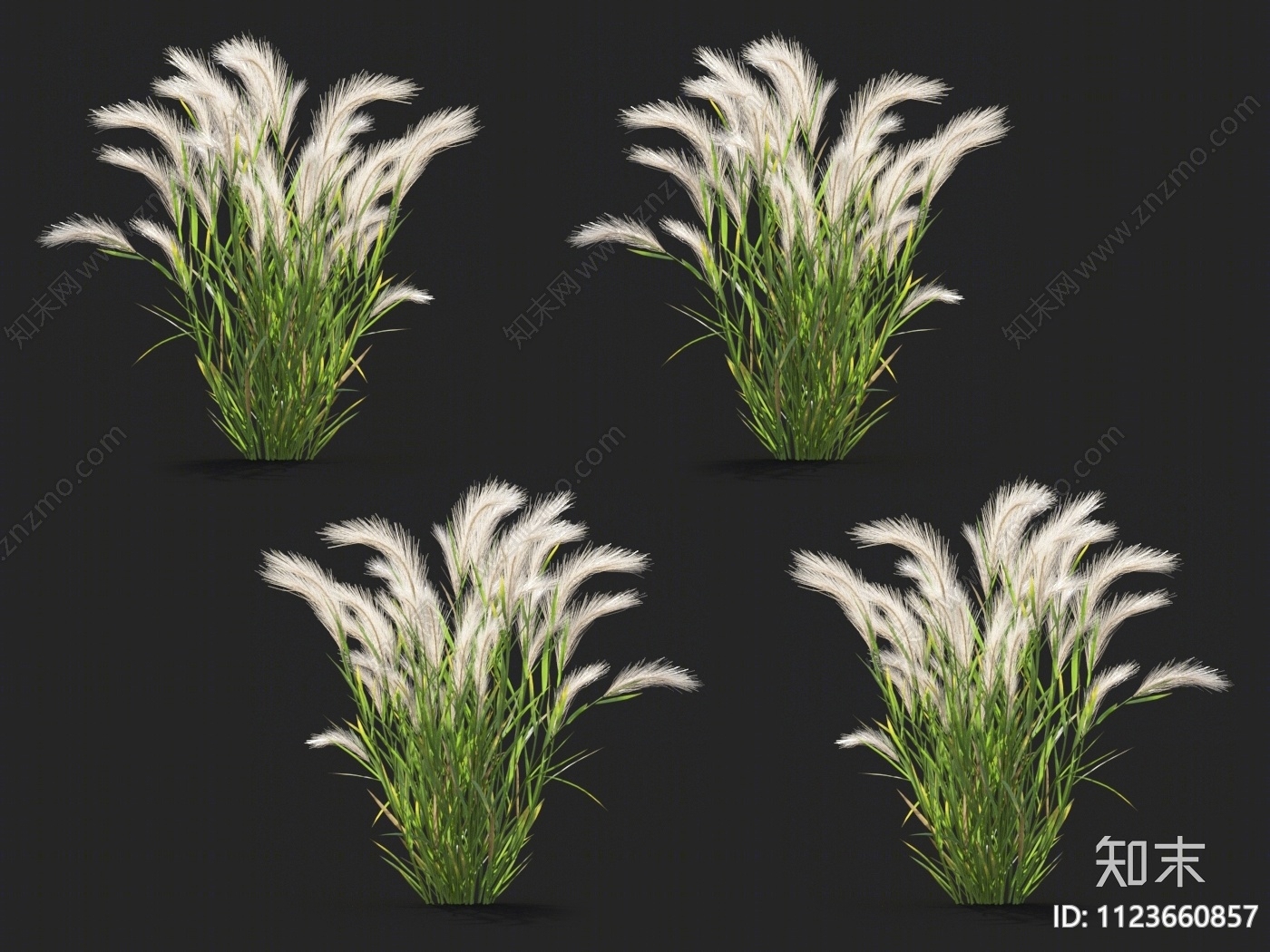 大麦草3D模型下载【ID:1123660857】