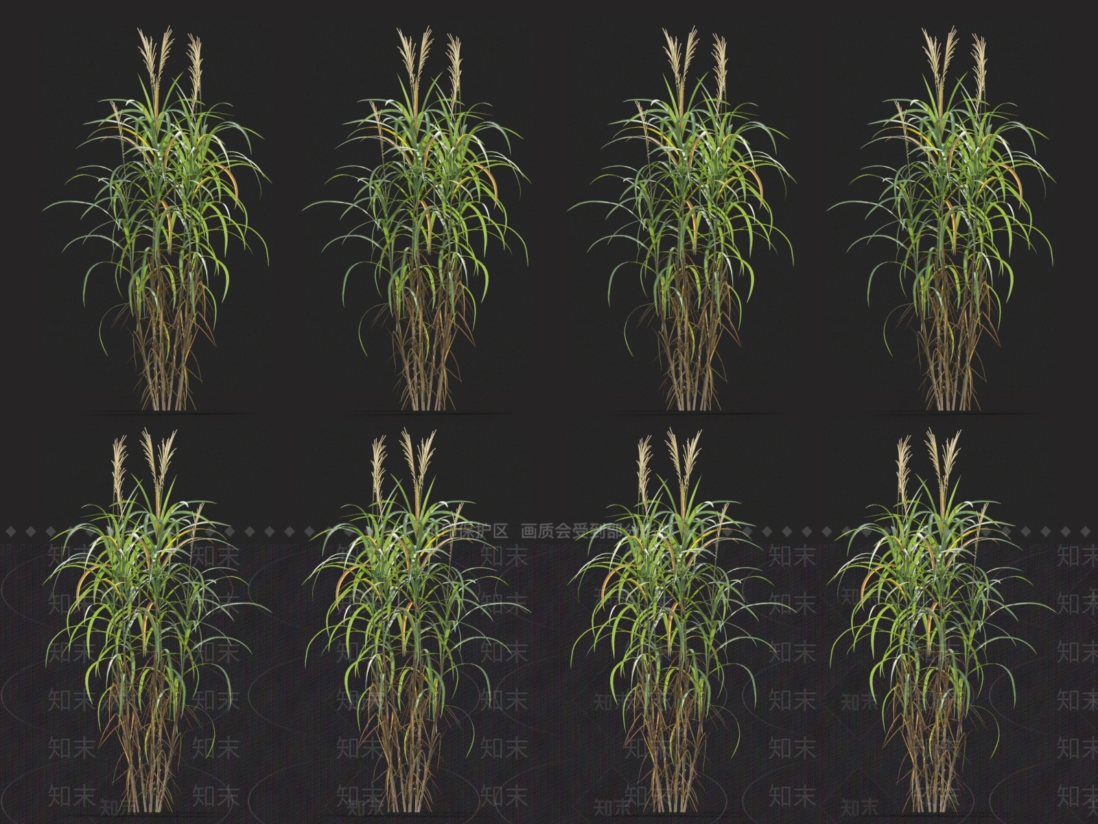 五节芒3D模型下载【ID:1123675235】